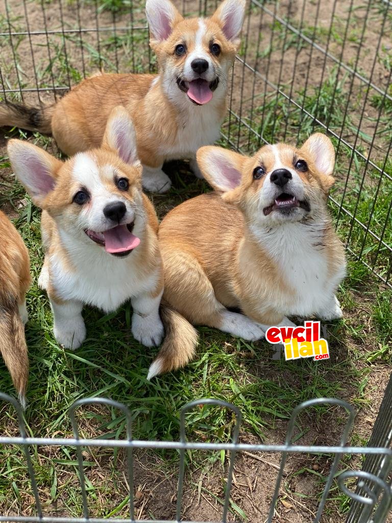 Pembroke Welsh Corgi Yavrularimiz