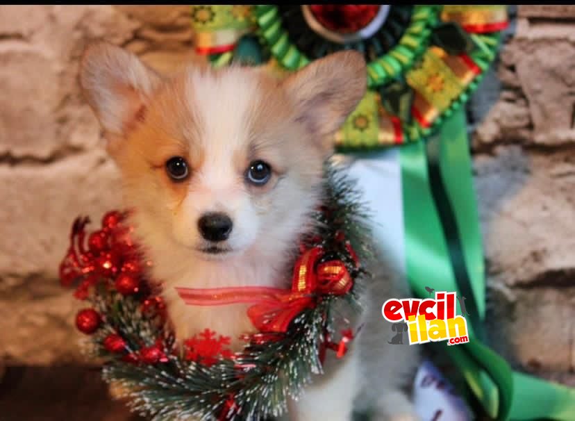 PEMBROKE WELSH CORGİ YAVRULARIMIZ