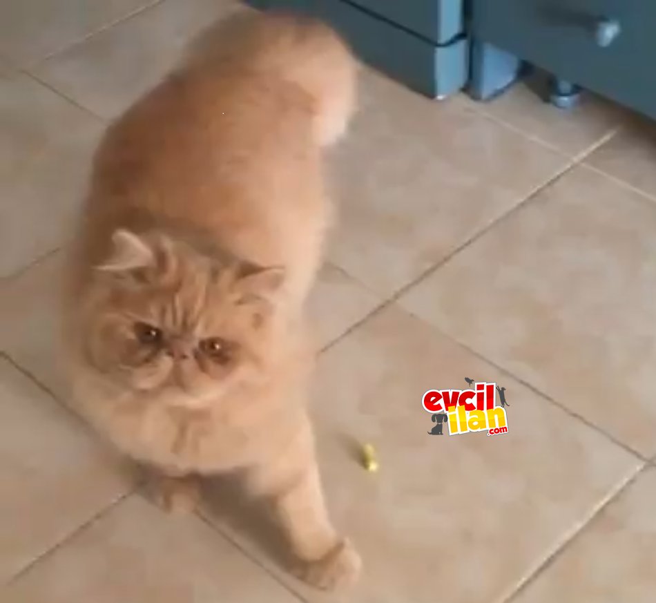PERSİAN ERKEK KEDİM SİMBA YA PERSİAN EŞ ARIYORUM