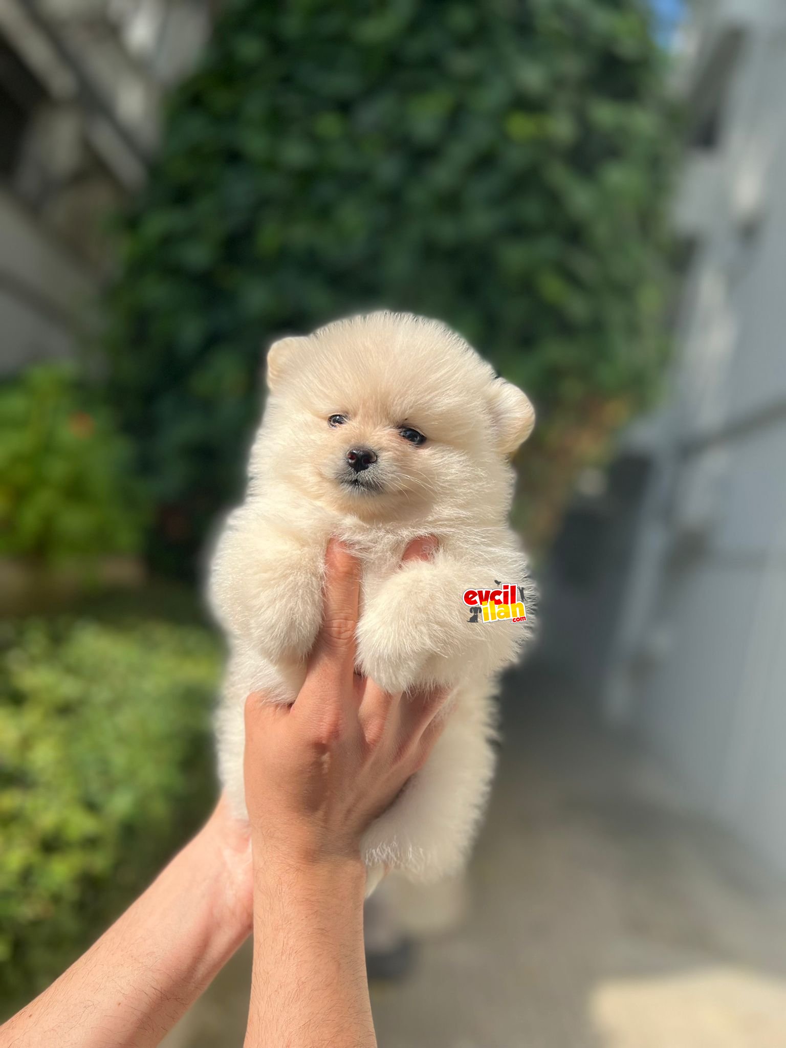 Pomeranian boo ayıcık surat