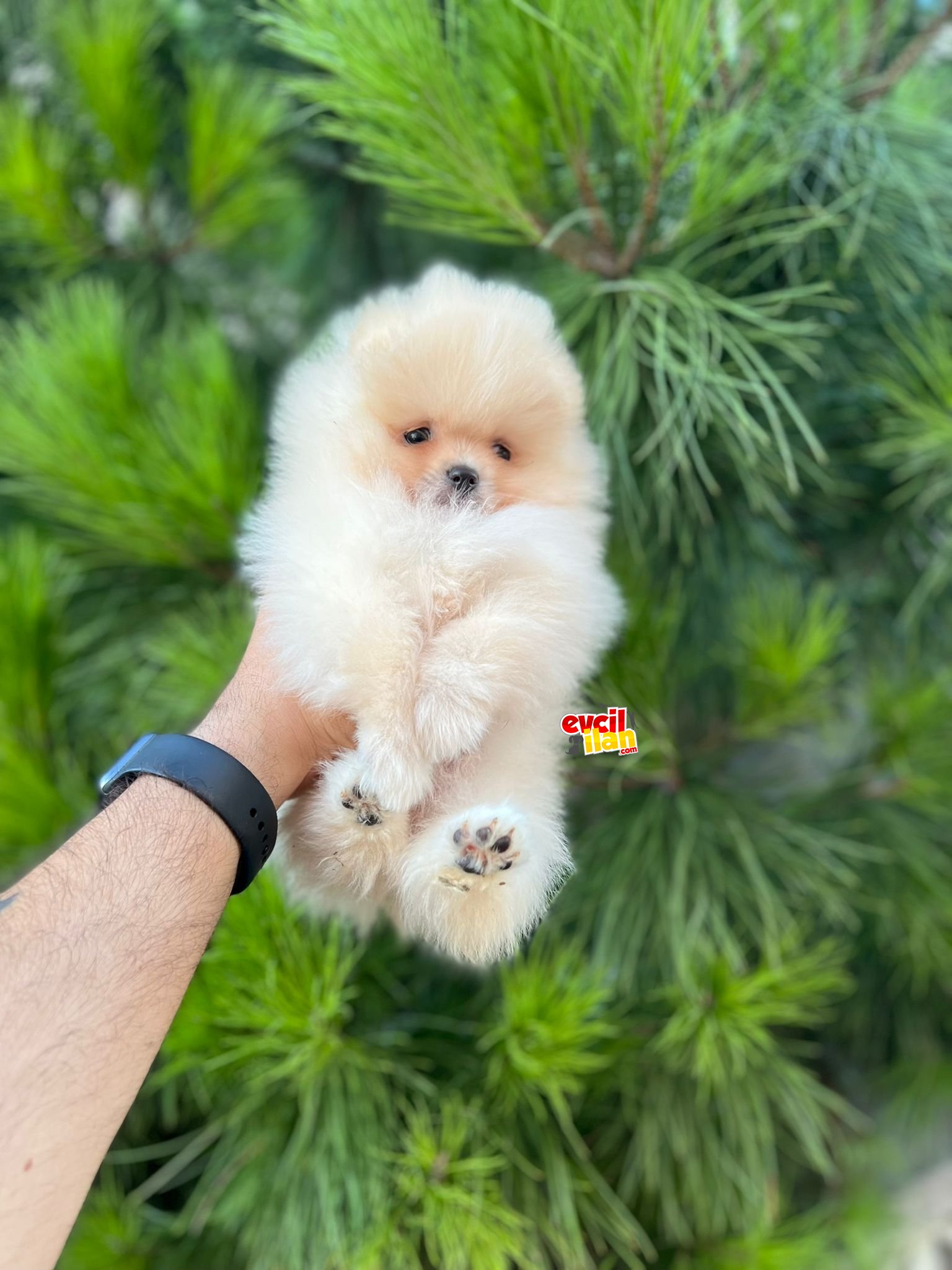 Pomeranian boo dişi yavrularımız 