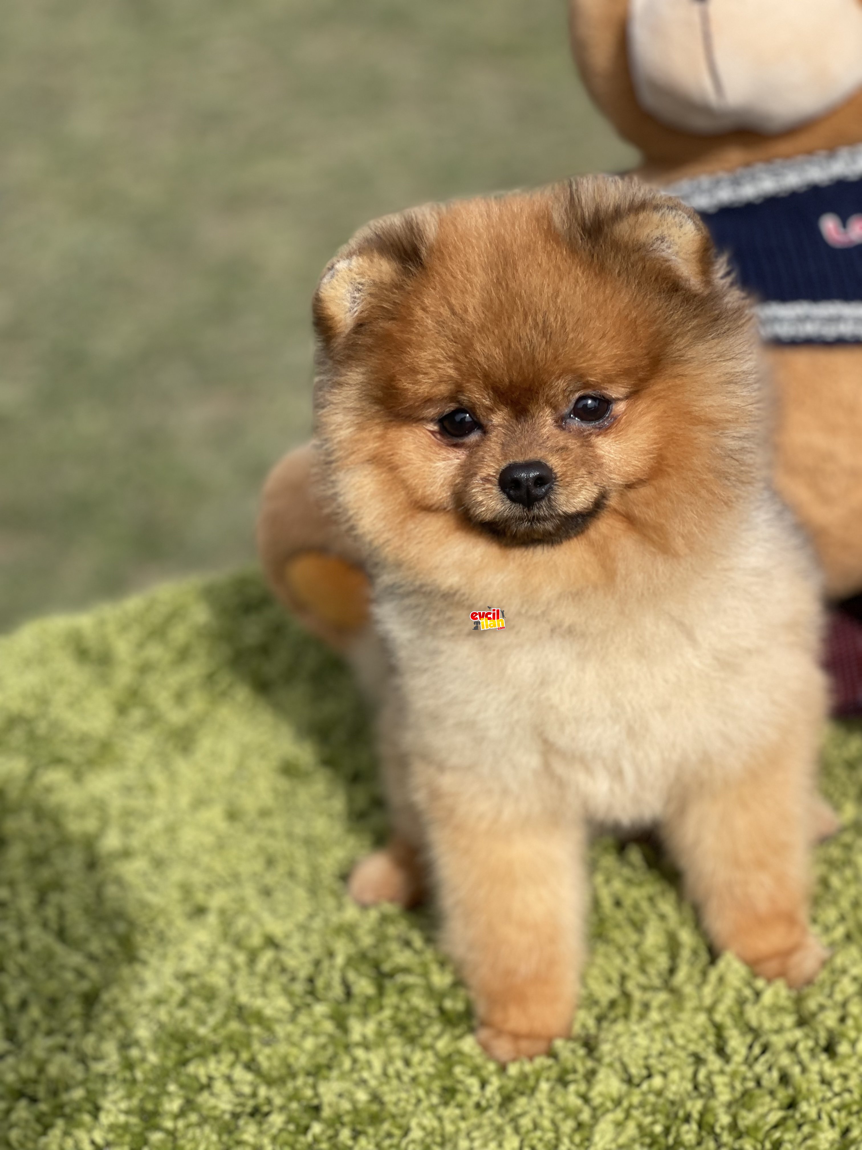 Pomeranian boo eğitimli teddy bear oğlumuz Simon