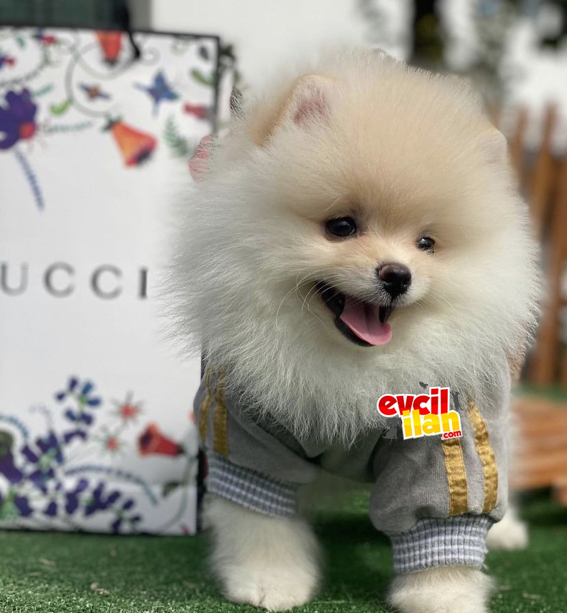 Pomeranian Boo Yavrular