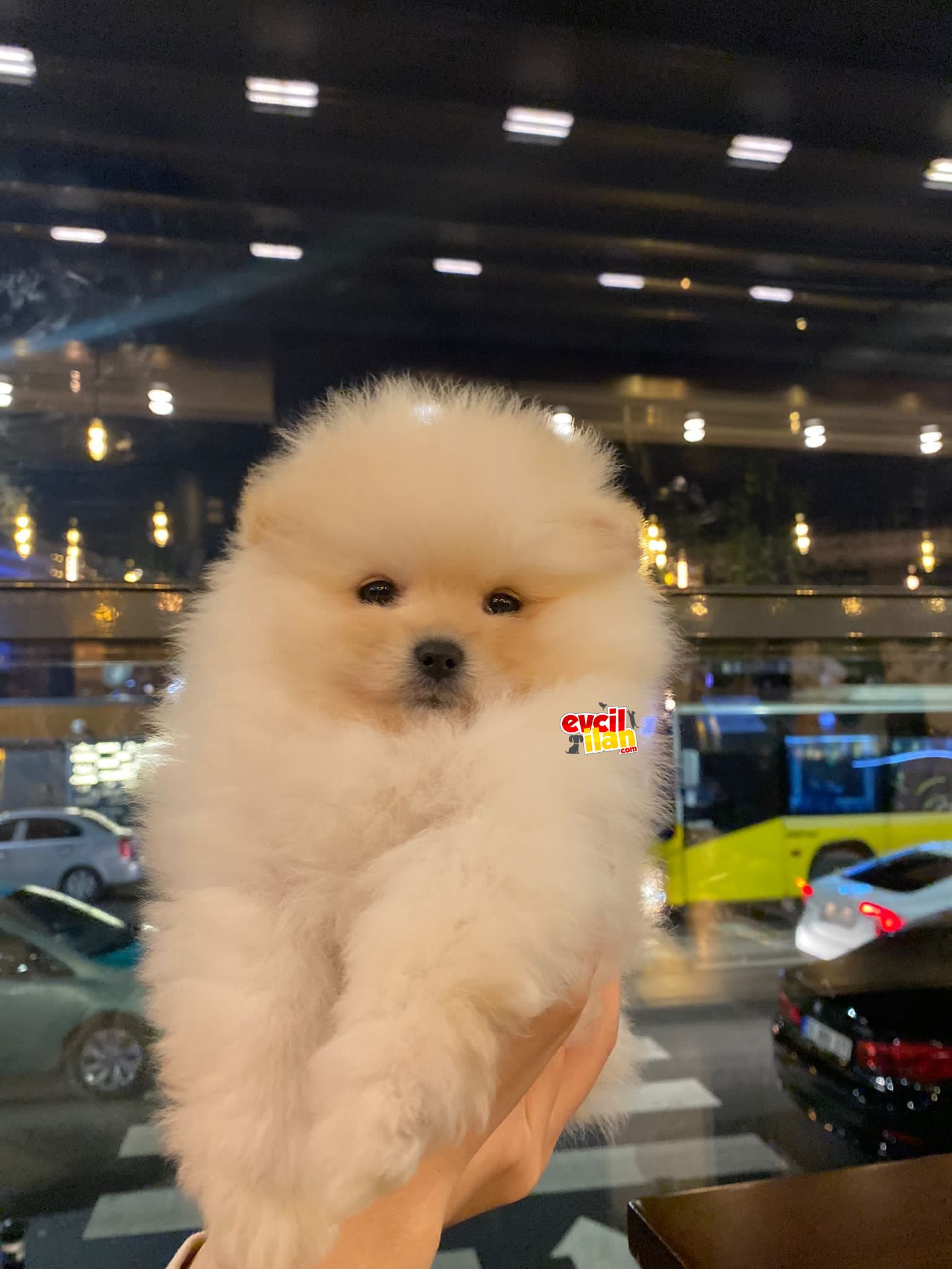 pomeranian boo