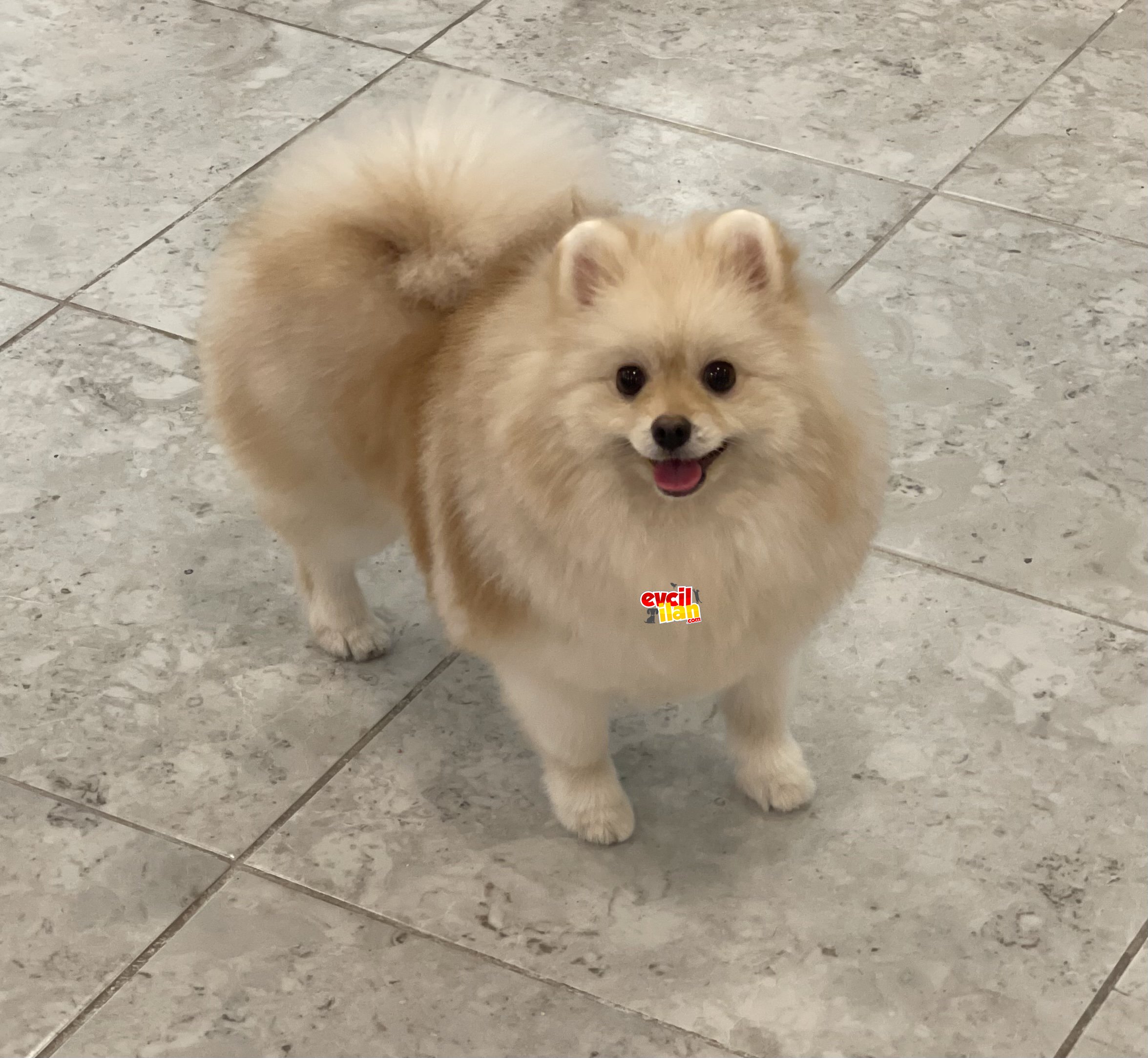 Pomeranian sptiz erkek yavrumuz