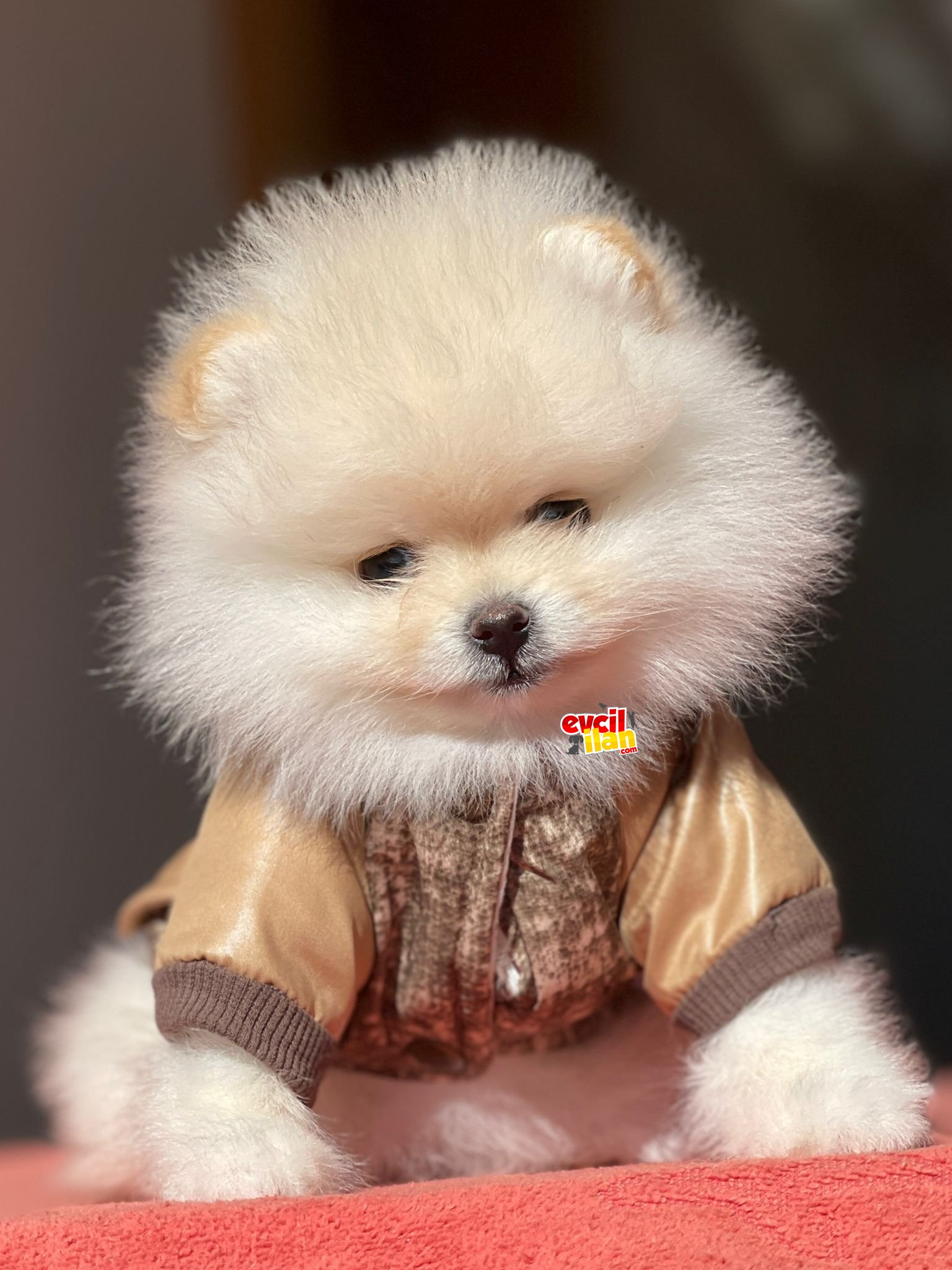 Pomerian boo 