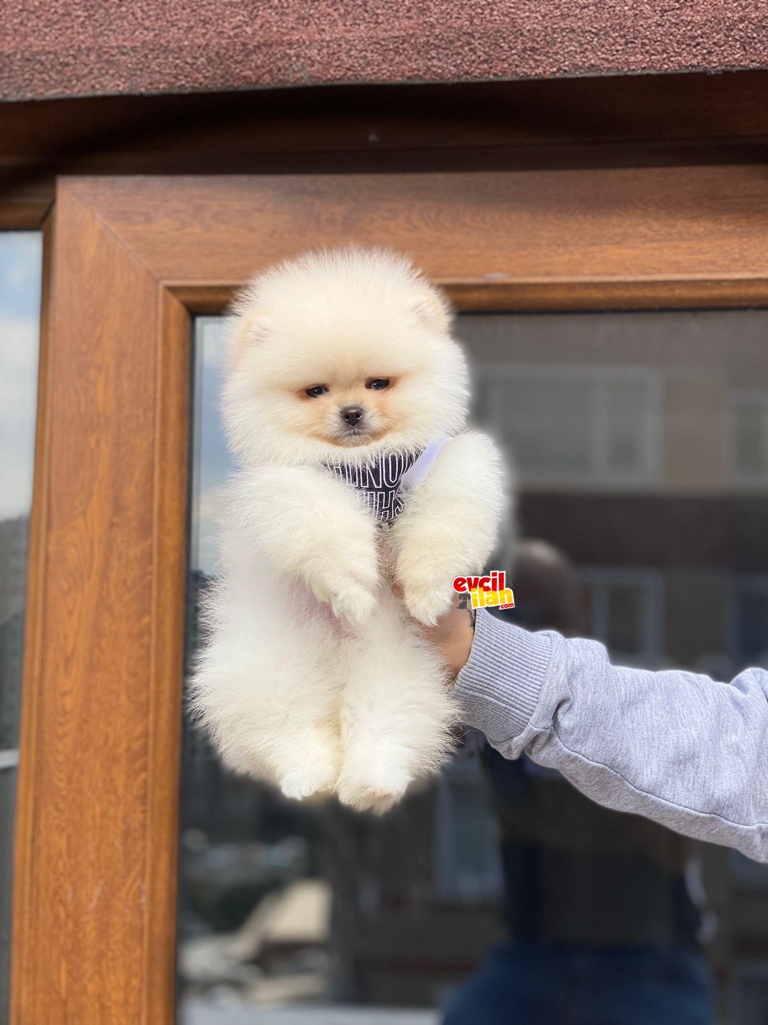 Pomerian boo 