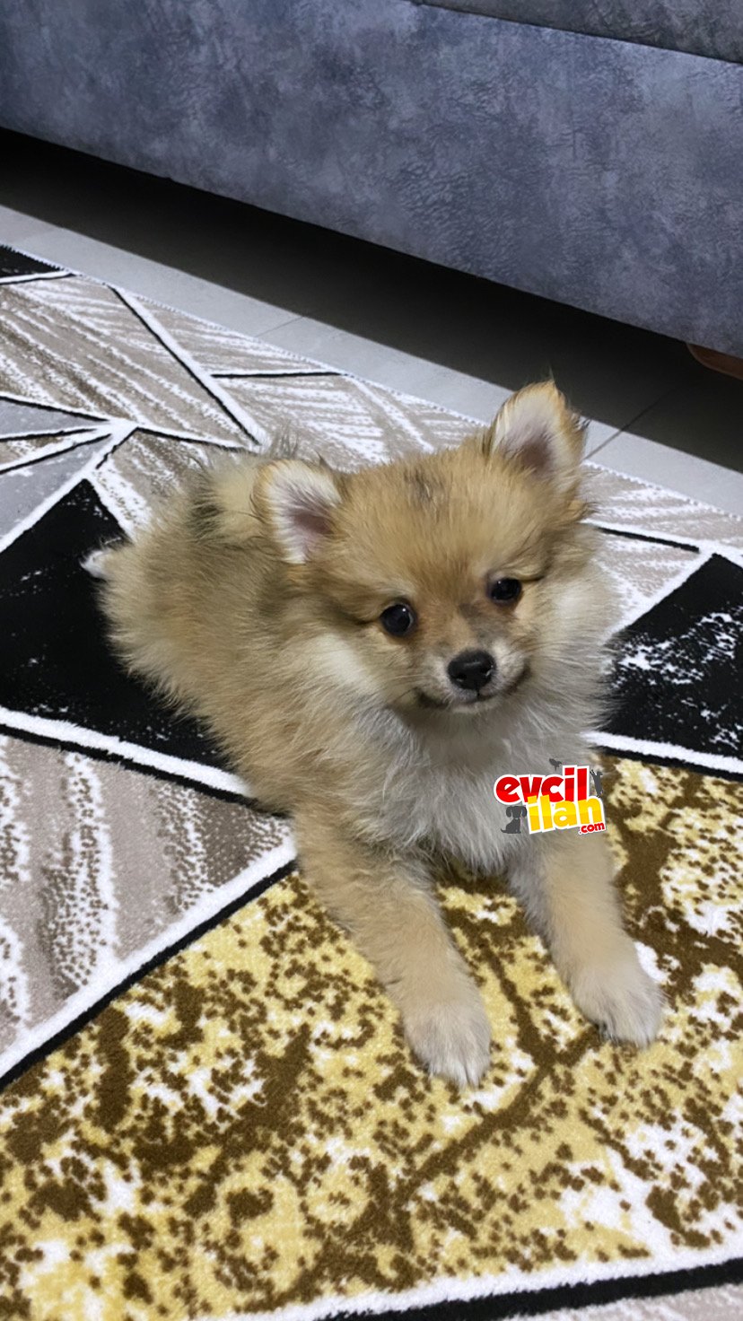 Pomerian Fox Face 