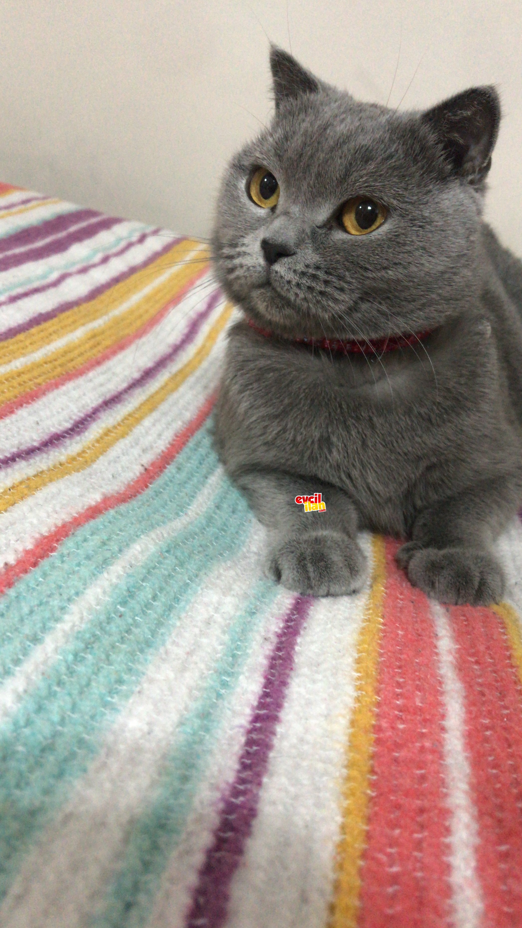 Ponçik hanıma acil yuva