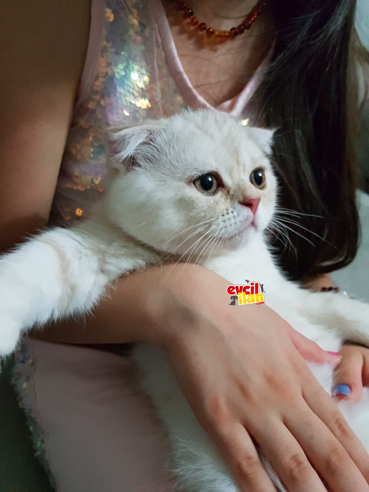 Pony’e acil yuva arıyoruz