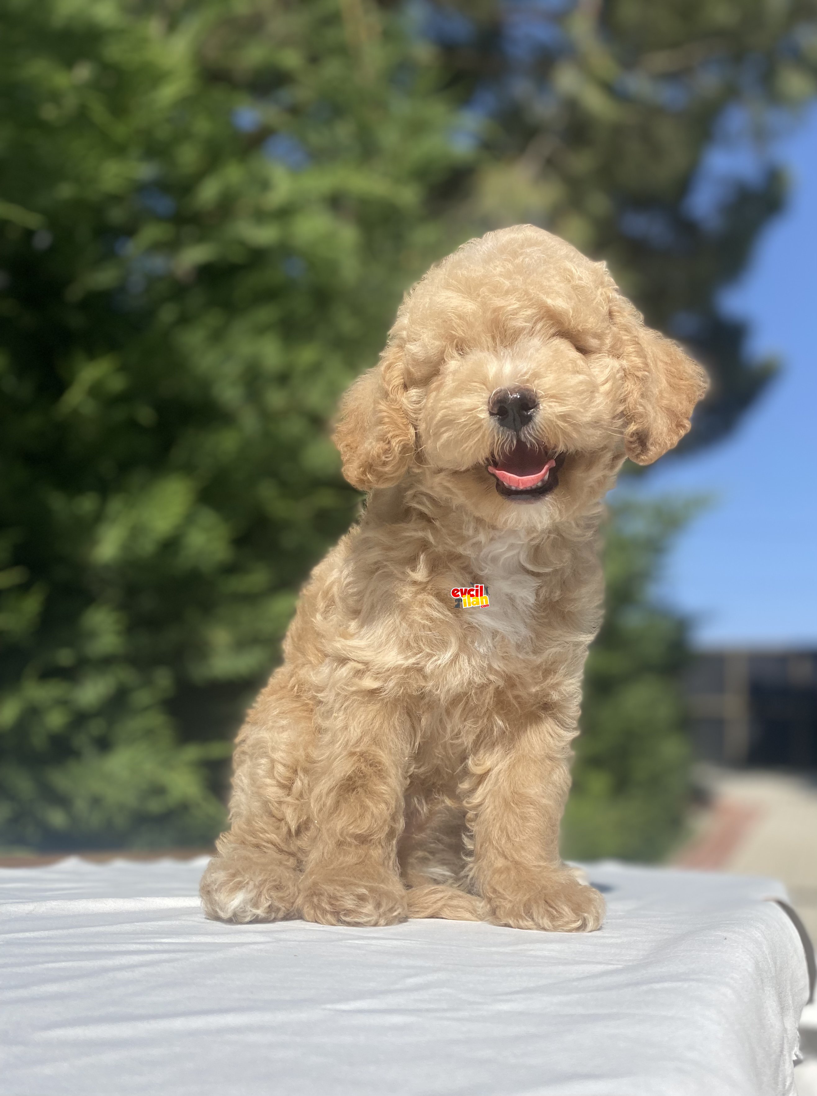 POODLE BEKLER ÇEŞİT ÇEİT 