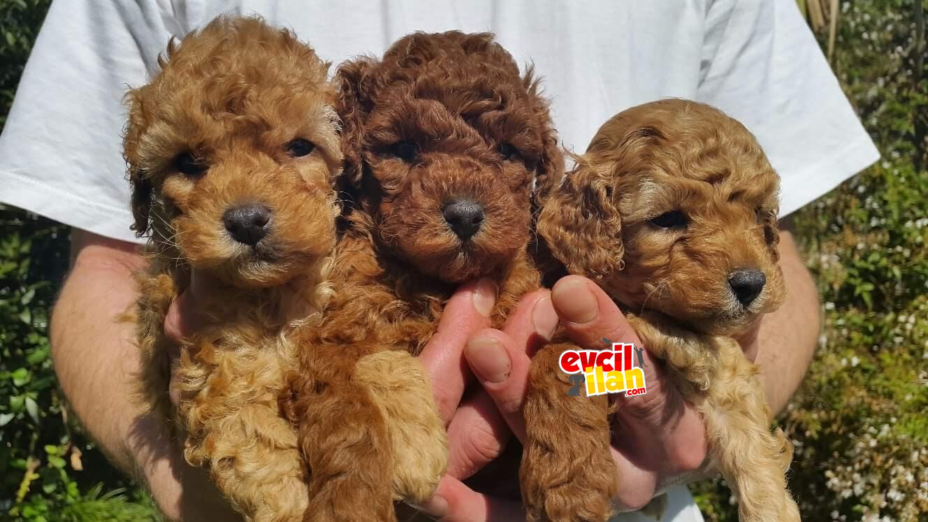 POODLE TOY POODLE YAVRULAR