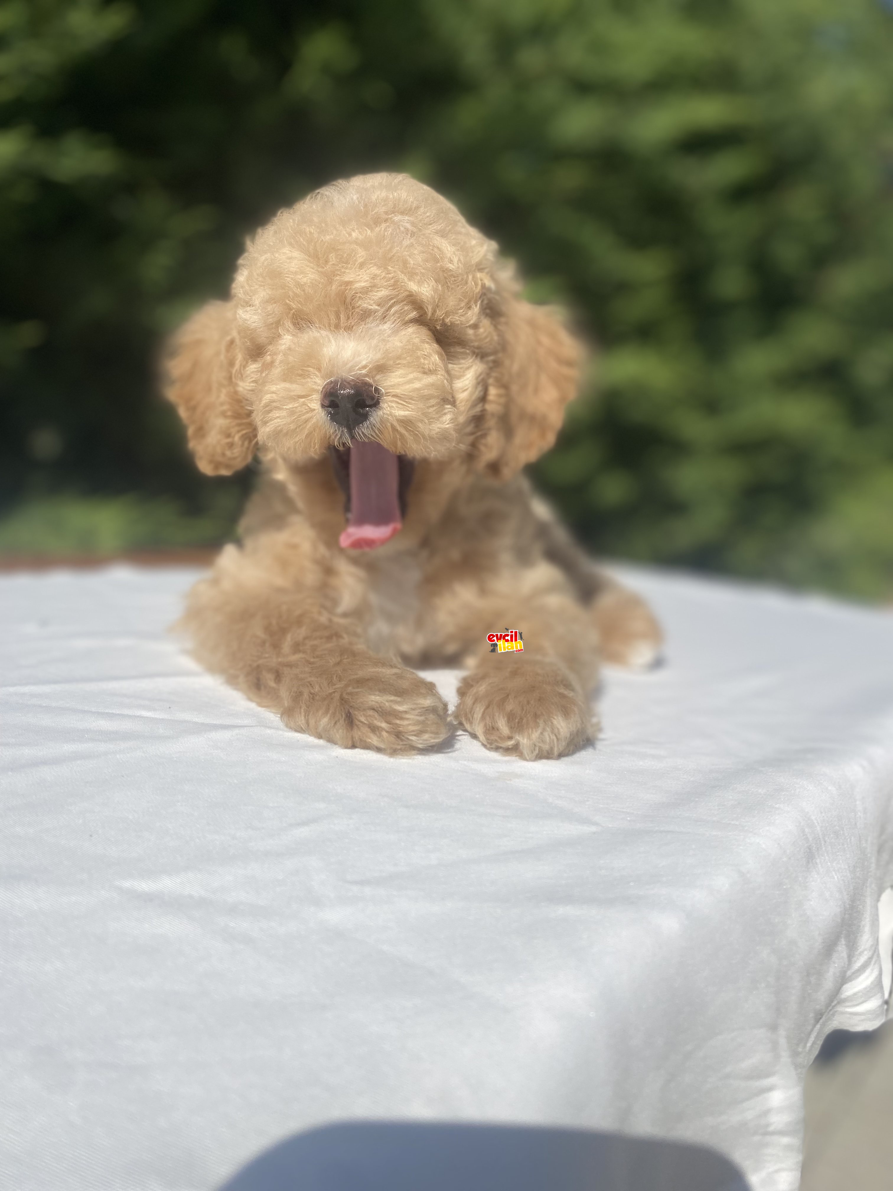 POODLE YAVRULARIMIZ BİR ÇOK SEÇENEK İLE 