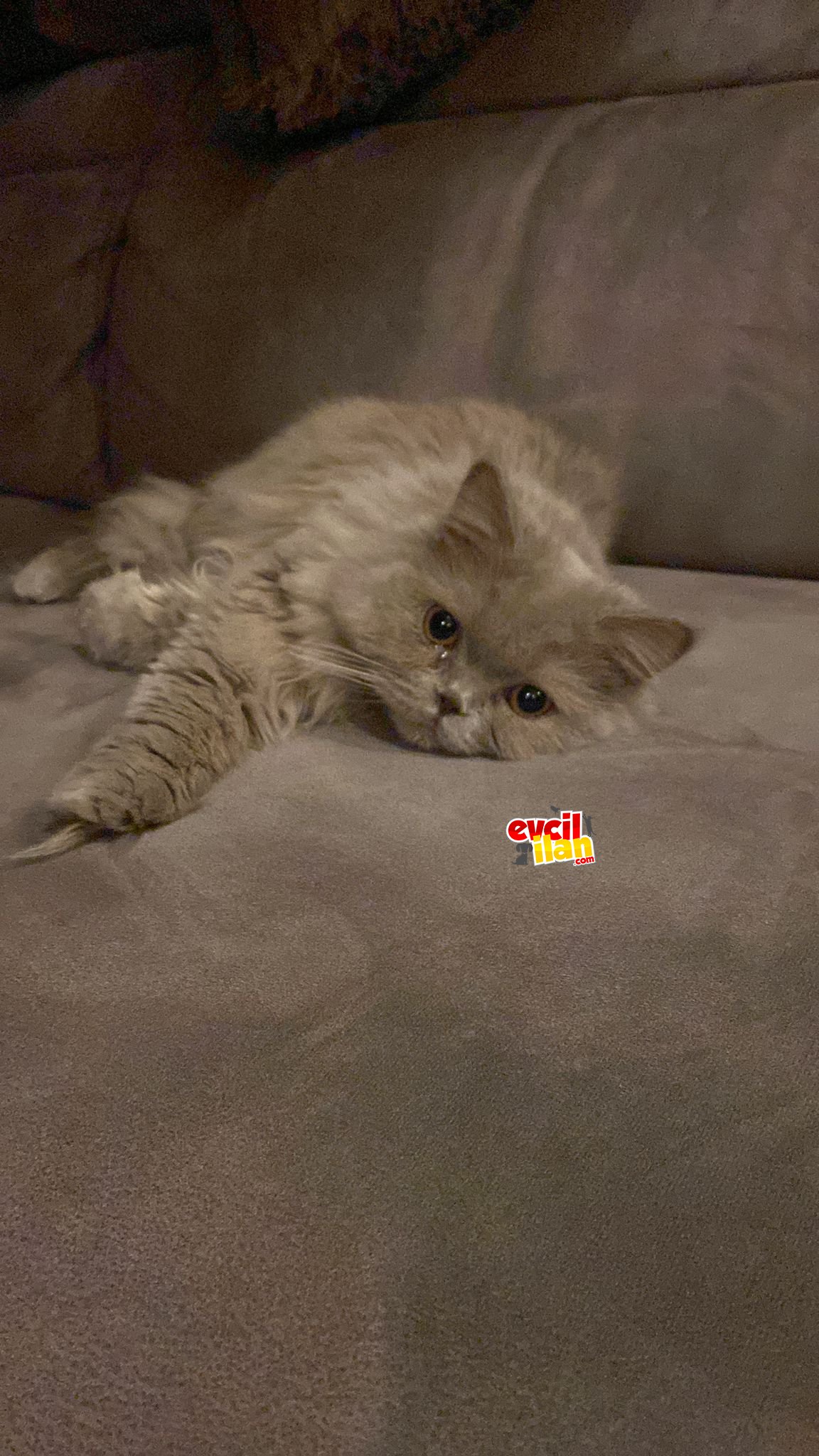 Prenses güzel kızımız british longhair