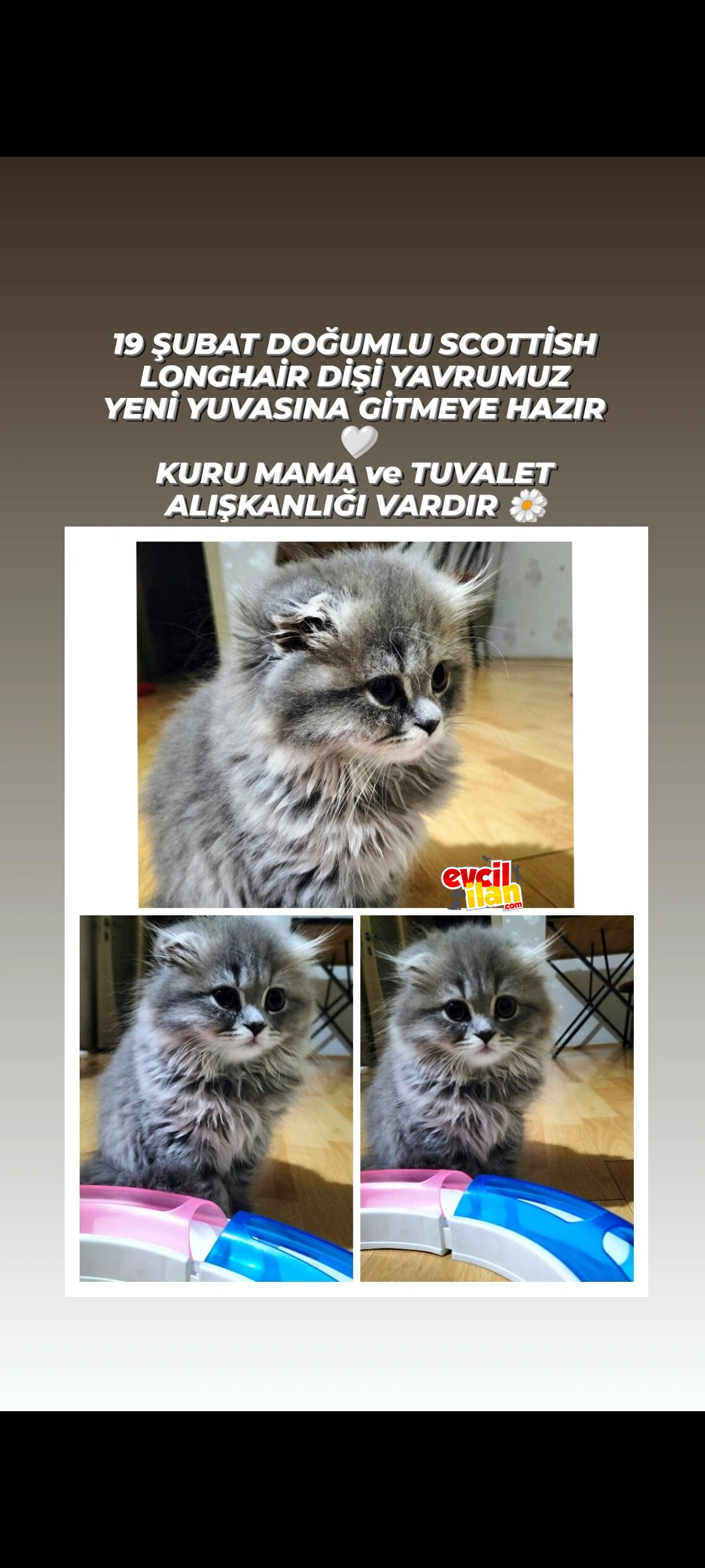 PRENSESİMİZ Yeni Yuvasına Gitmeye Hazır ????