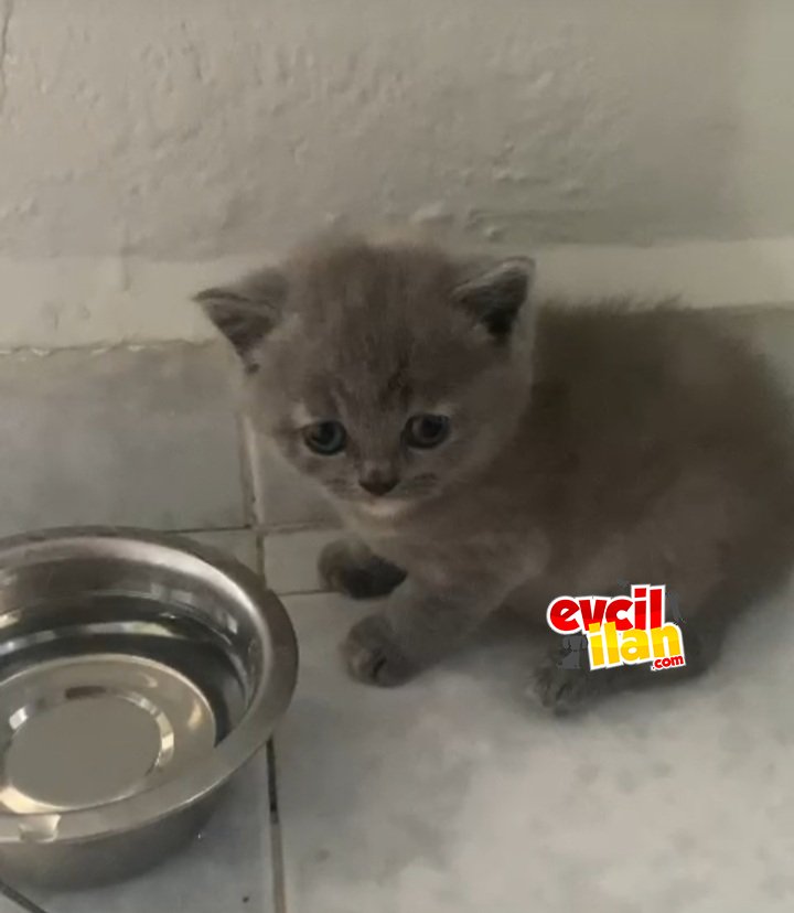 Prensesimize iyi bakabilecek bir aile arıyoruz