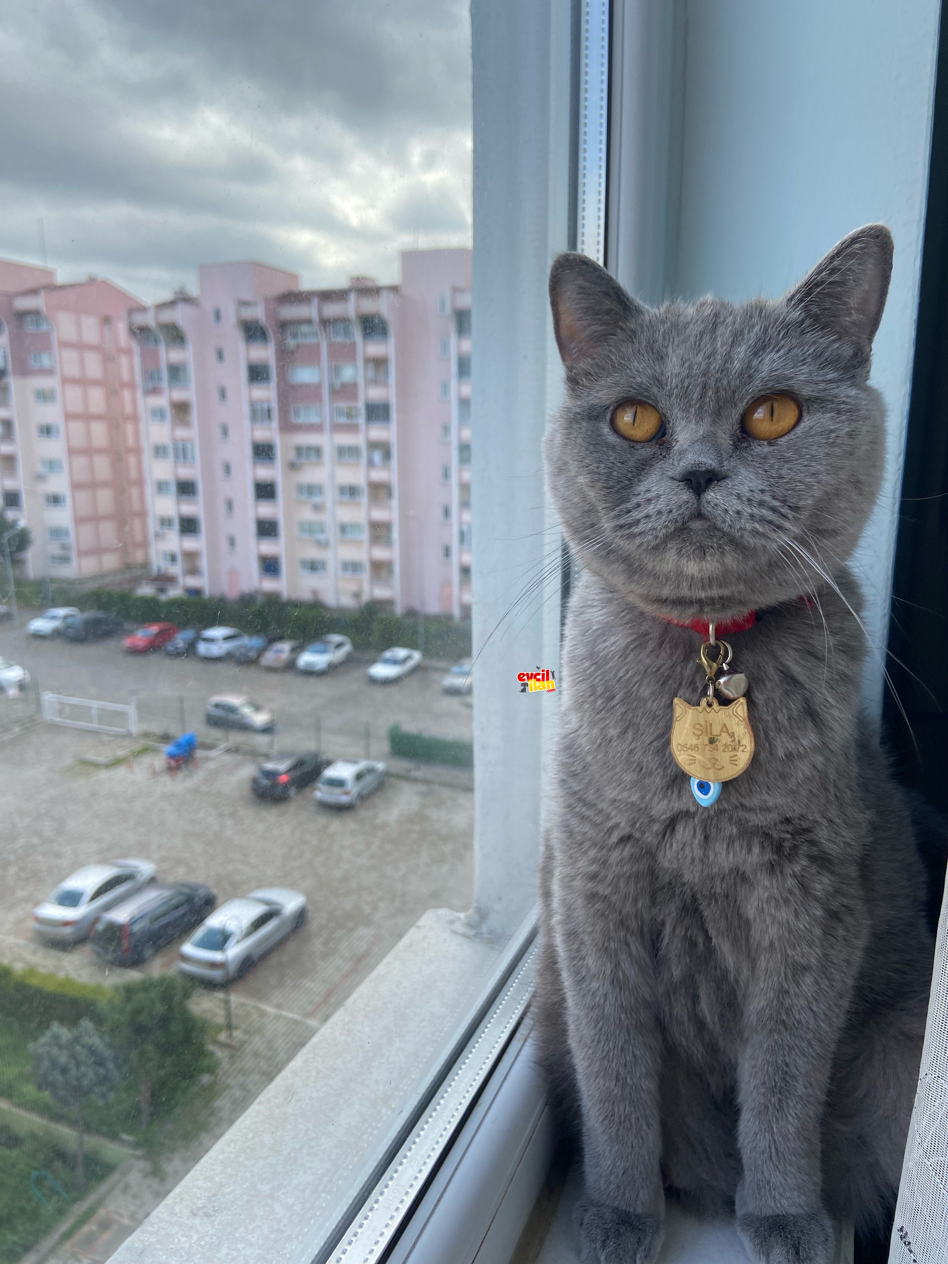 Prenseslerime özel sebeplerden sahiplendiriyorum 
