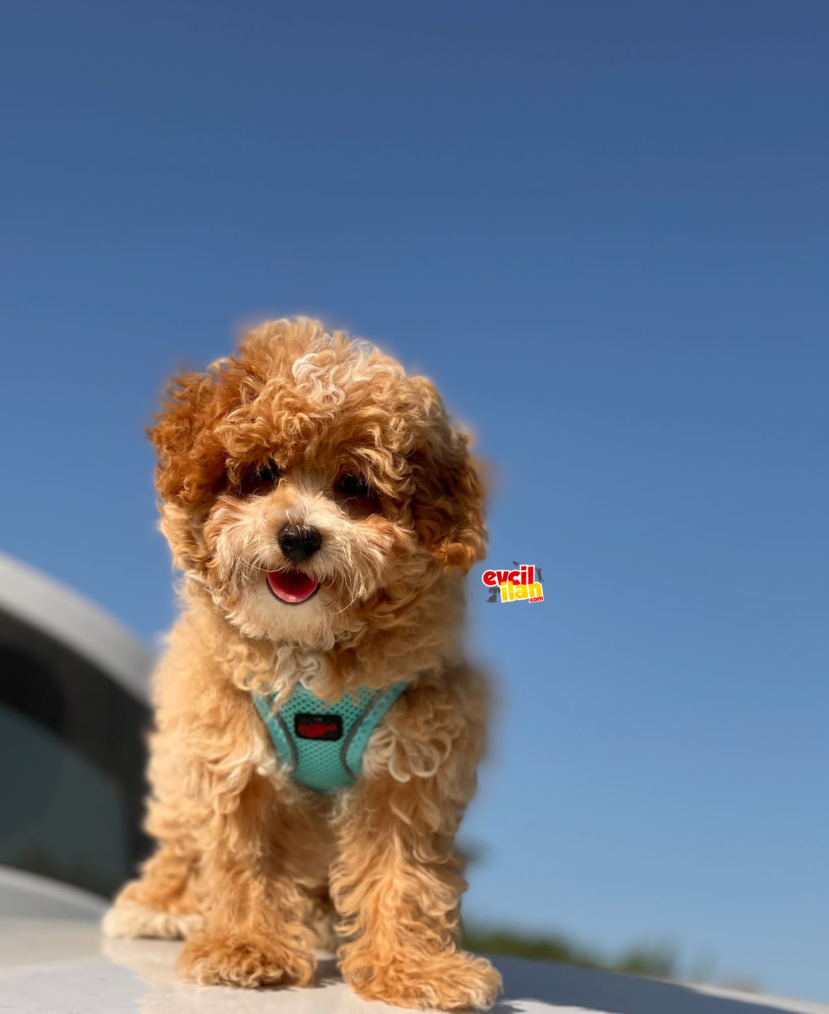 PUFFY MİNİ TOY POODLE