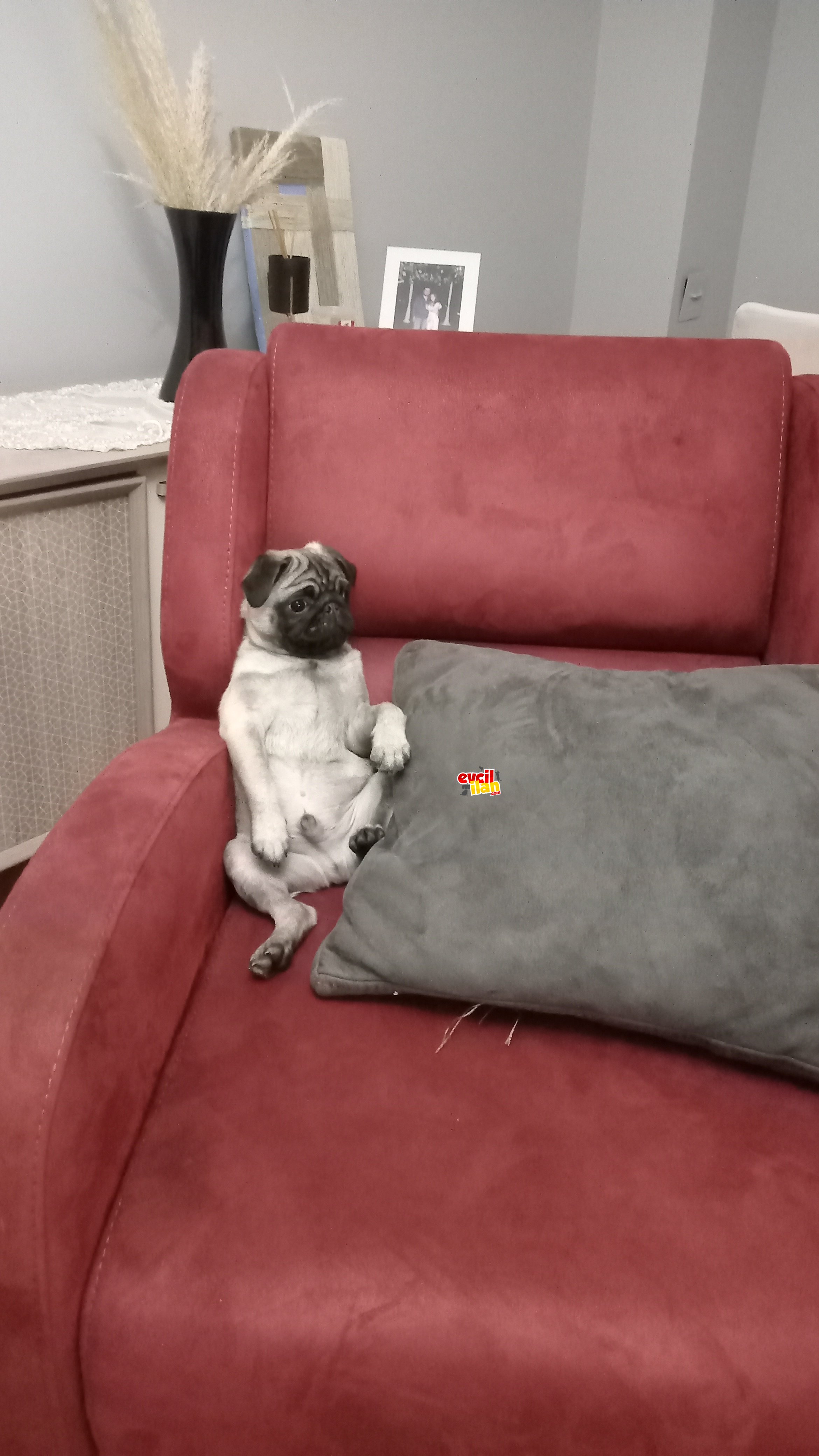 Pug küçük dostumuz müdür 