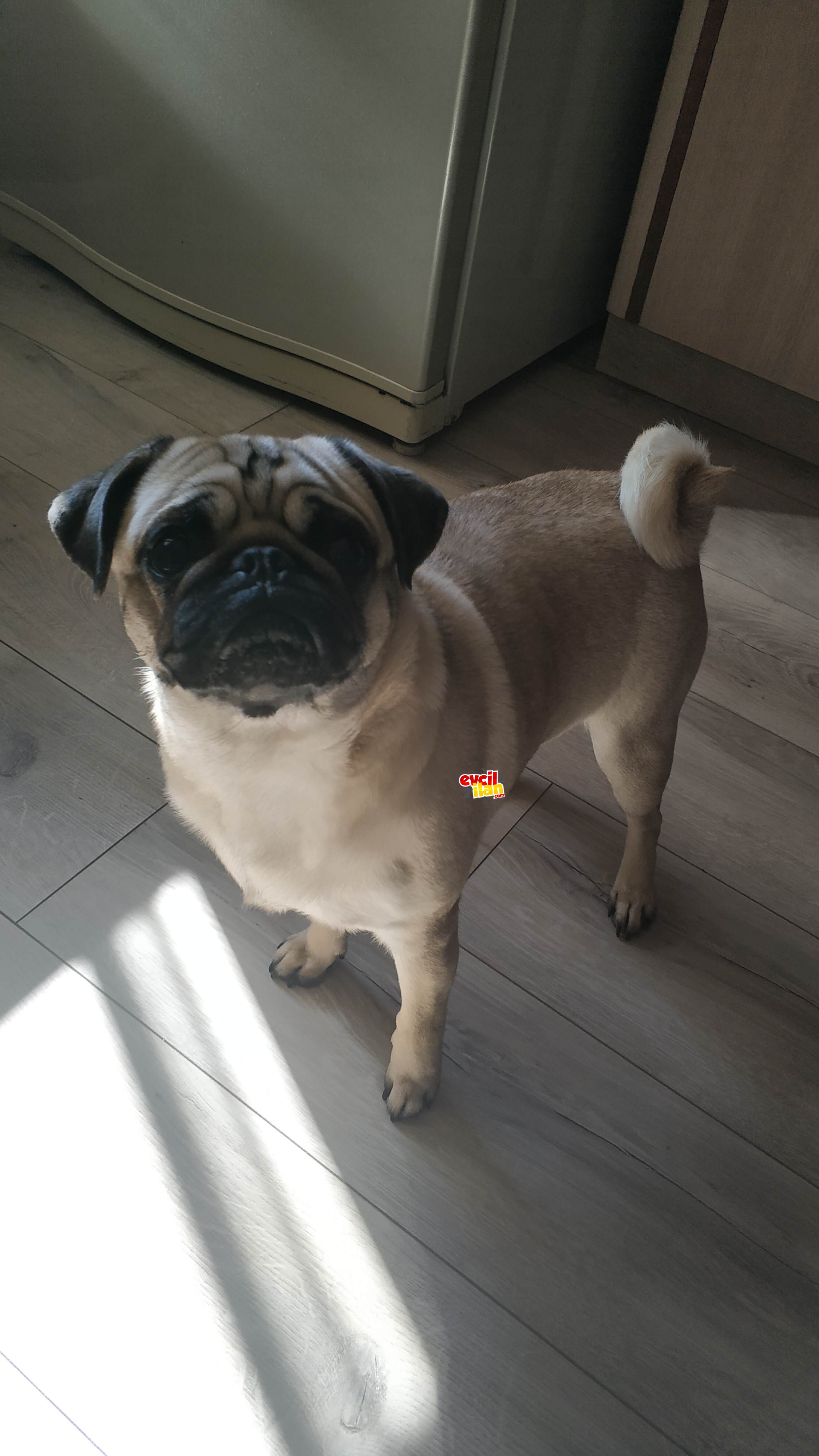 Pug moops tuvalet ve komut eğitimli
