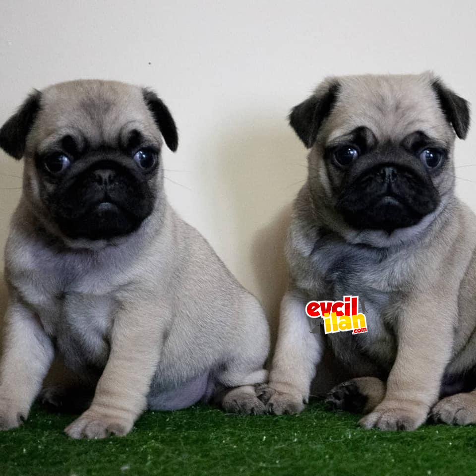 PUG SAFKAN ORJİNAL AŞILI KARNELİ TESLİM