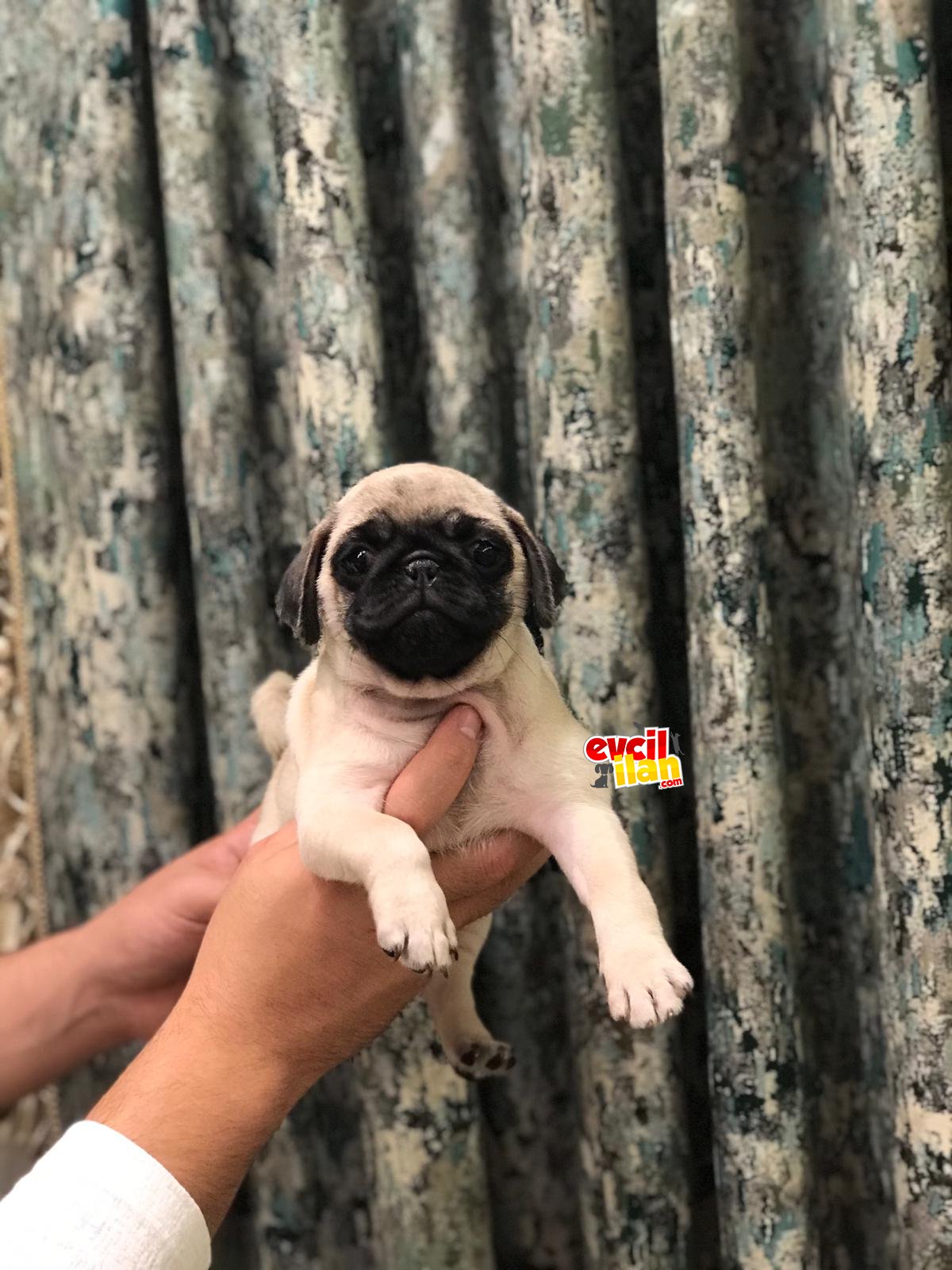 Pug sahiplendirme