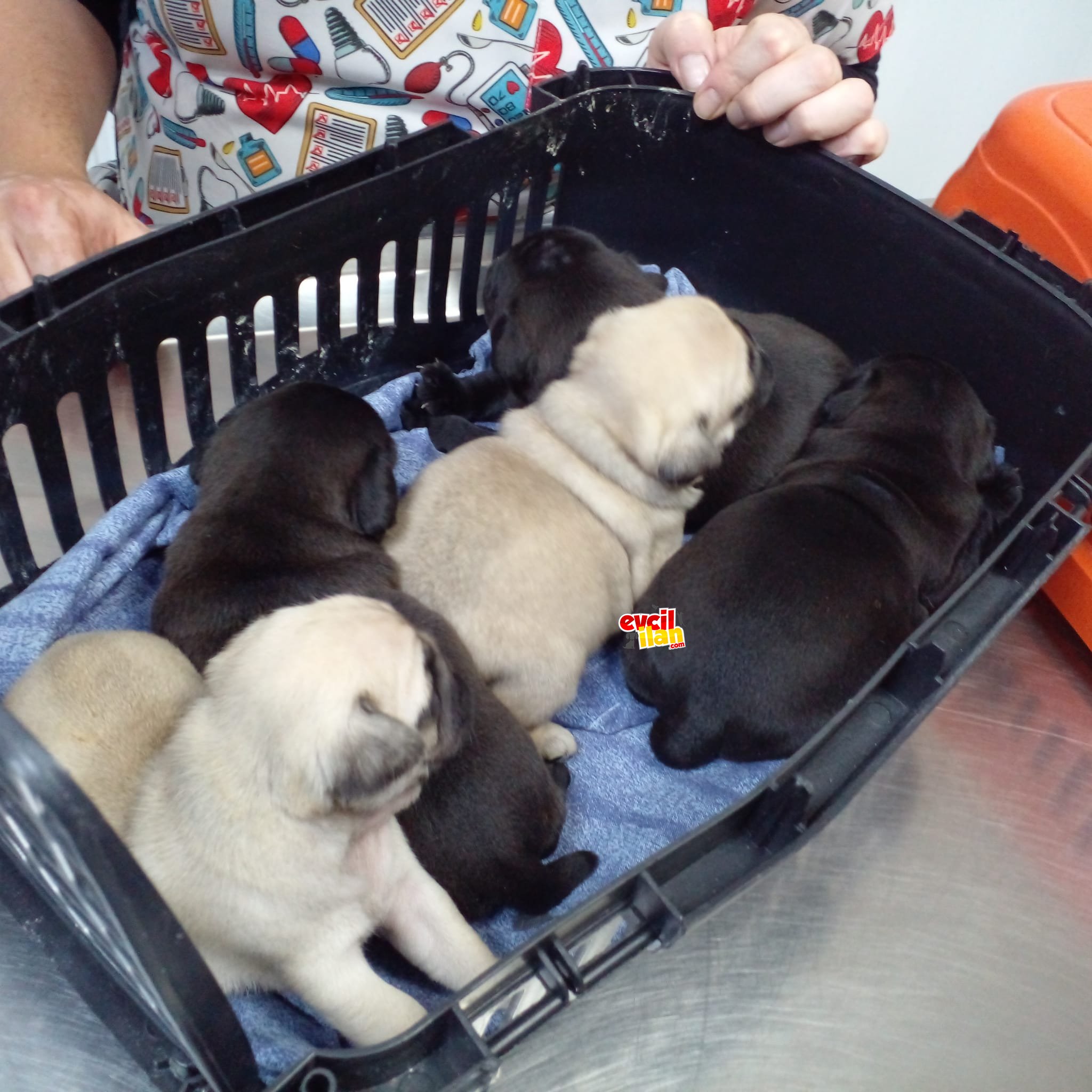 Pug sahiplendirme