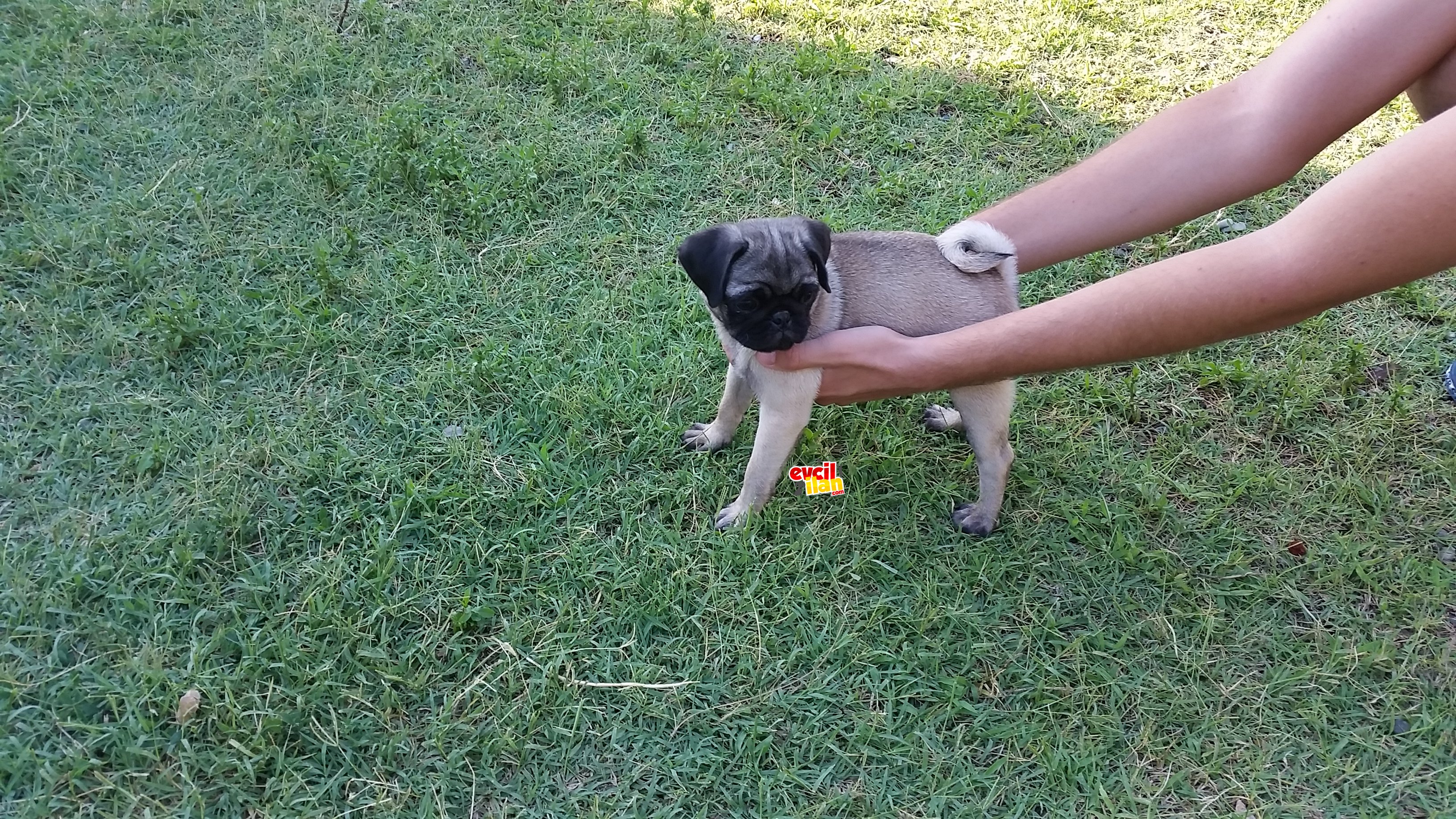 PUG YAVRU EV ORTAMINDAN ERKEK 