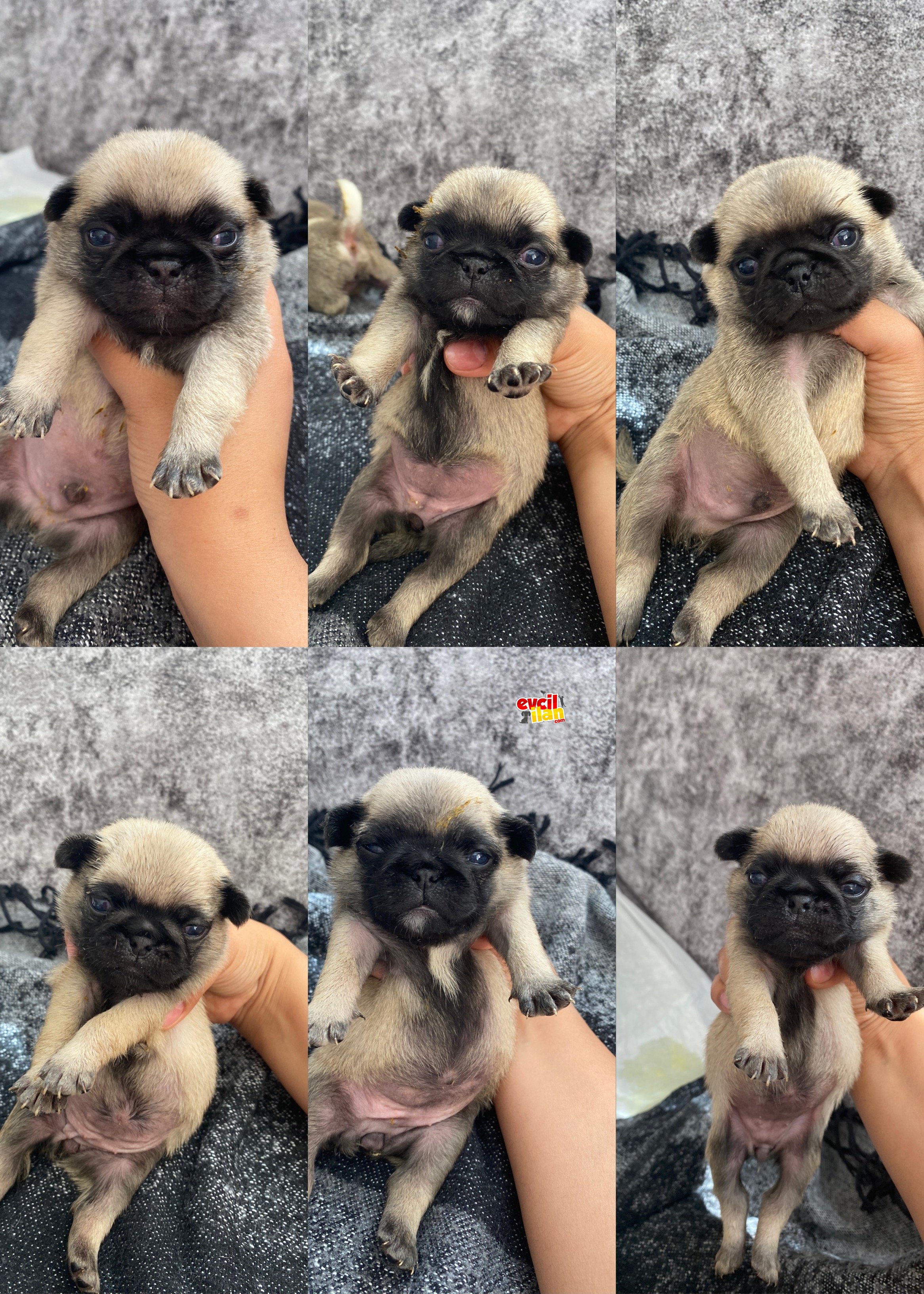 Pug yavrular 