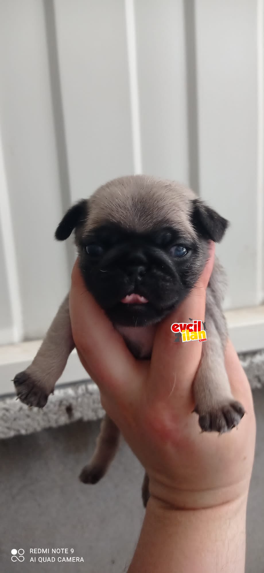 Pug yavruları 