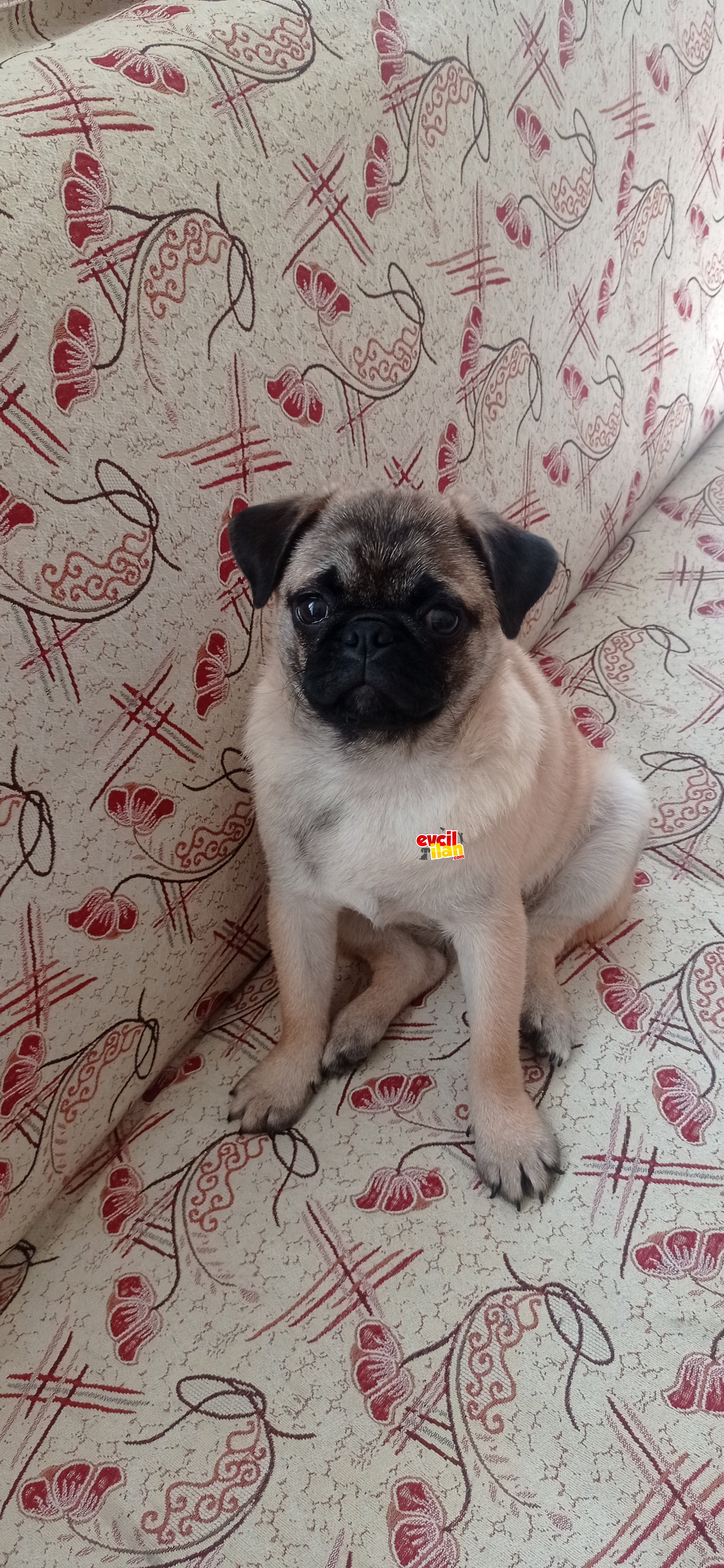 Pug