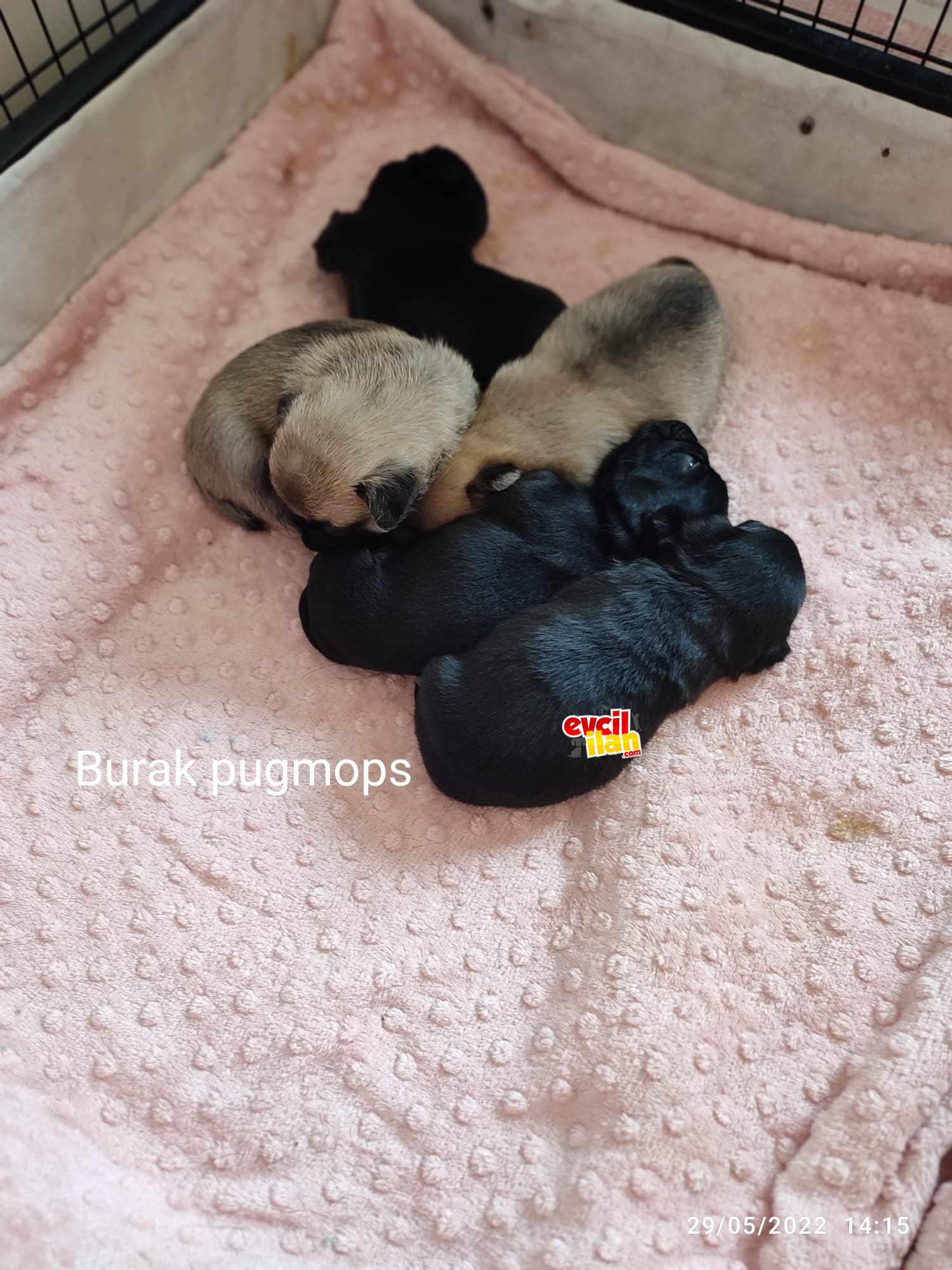 Pugmops bebekleri 