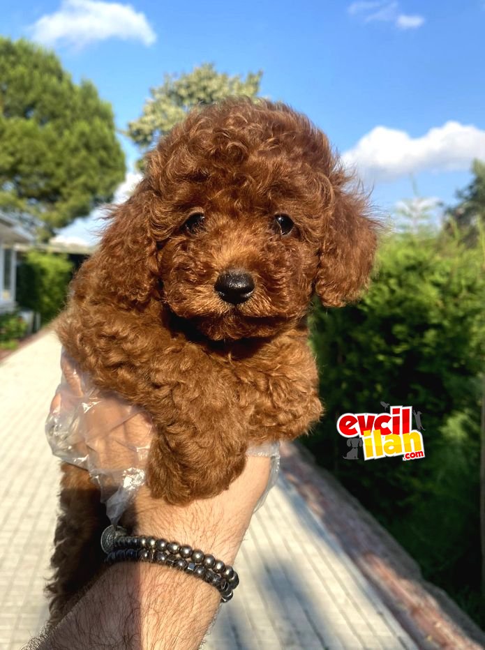 RED BROWN A KALİTE POODLE 