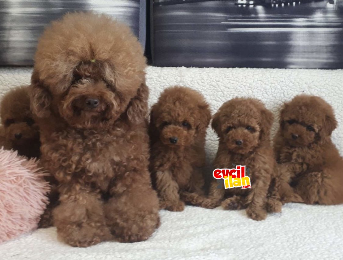 Red brown anne baba minyatür orijinal poodle 