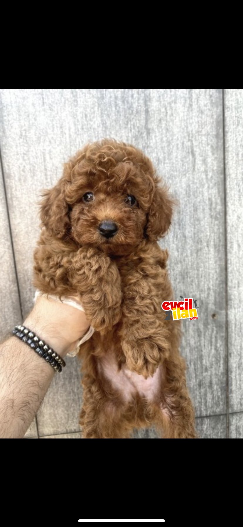 RED BROWN AŞILI POODLE YAVRULARIMIZ