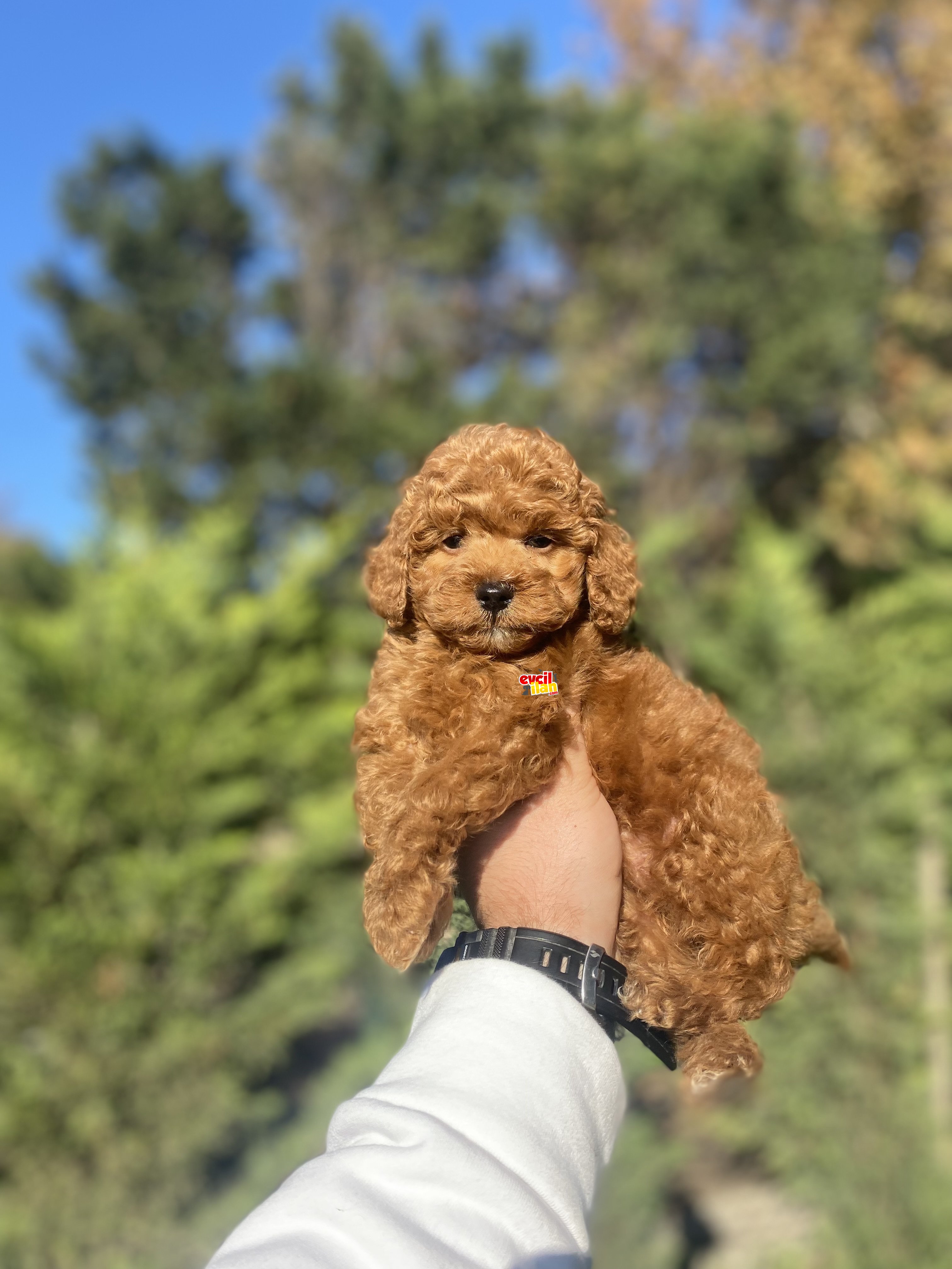 RED BROWN DİŞİ ERKEK POODLE BEBEKLERİMİZ