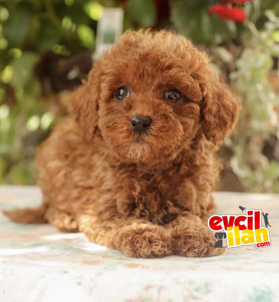 RED BROWN DİŞİ ERKEK TOY POODLE BEBEKLER 