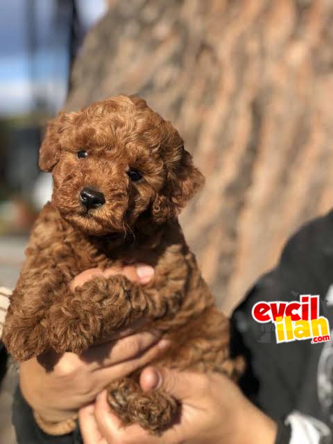 RED BROWN DİŞİ ERKEK TOY POODLE BEBEKLER