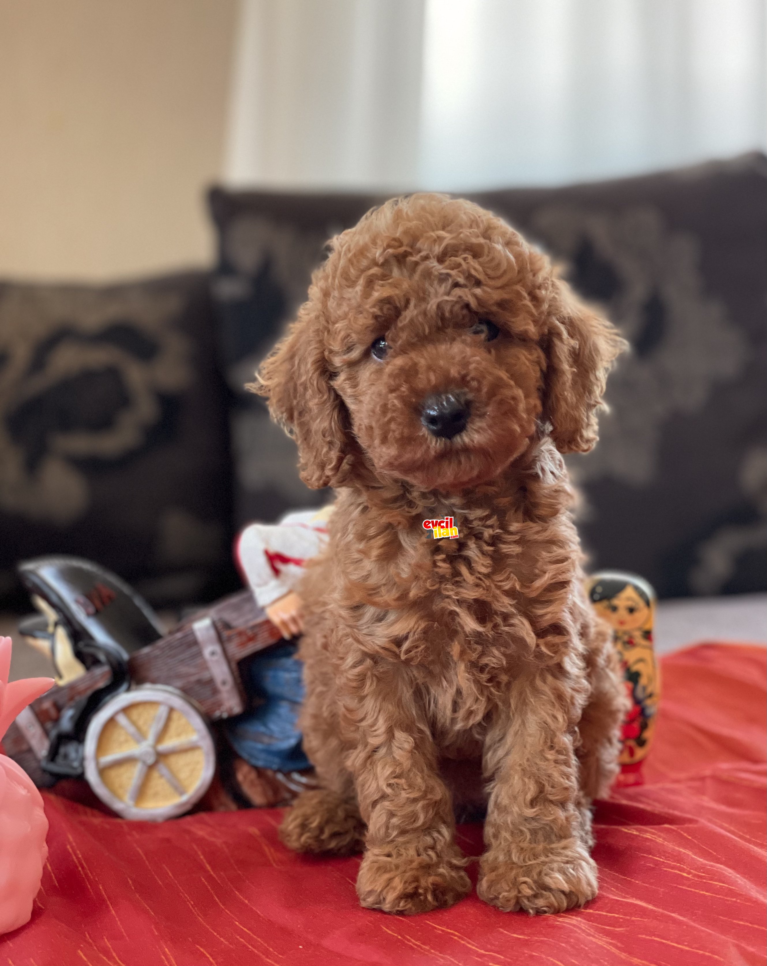 RED BROWN DISI ERKEK TOY POODLE YAVRULARIMIZ