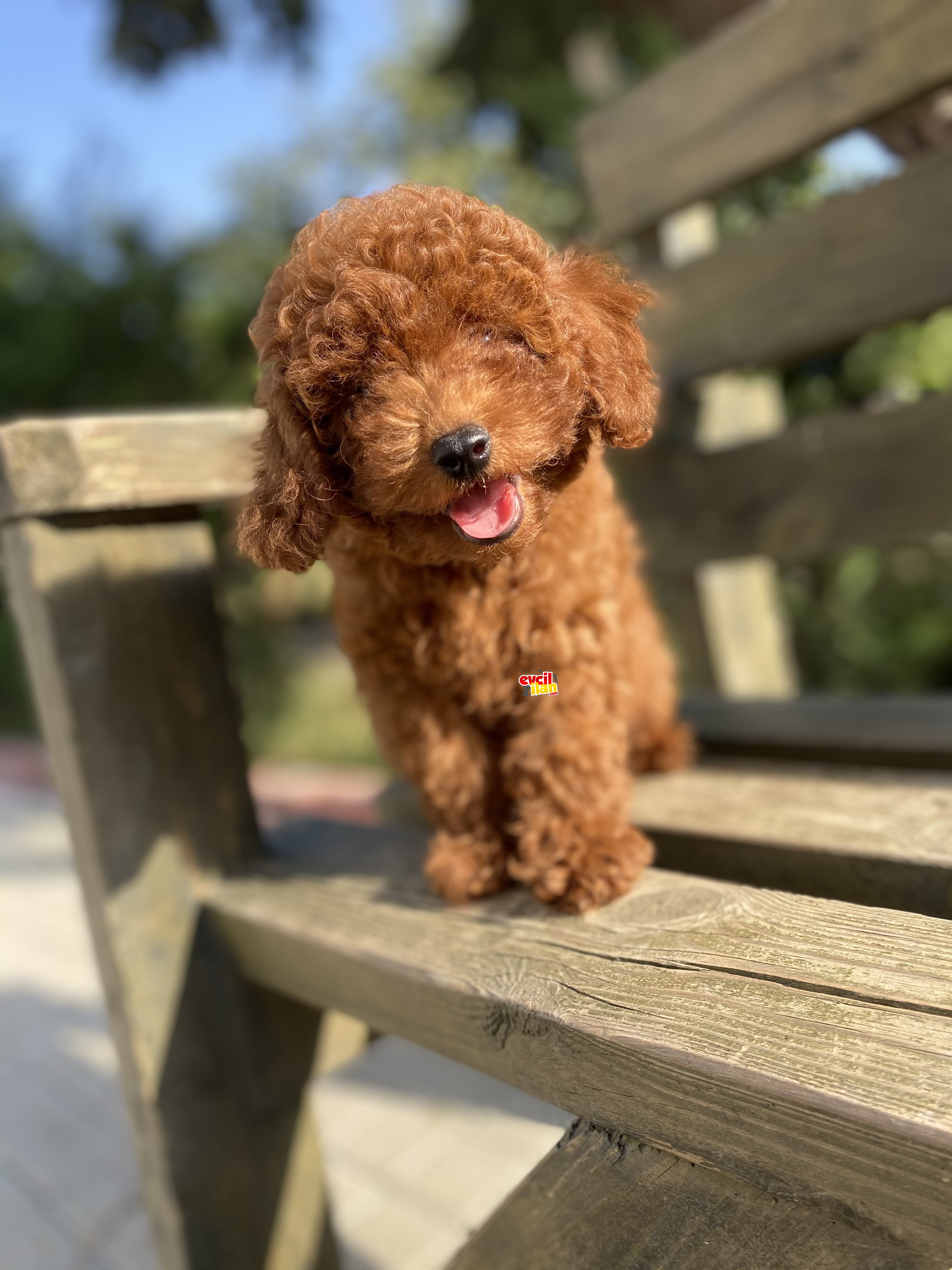 RED BROWN DİŞİ TOY POODLE BEBEKLER 