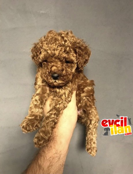 RED BROWN DİŞİ TOY POODLE BEBEKLER