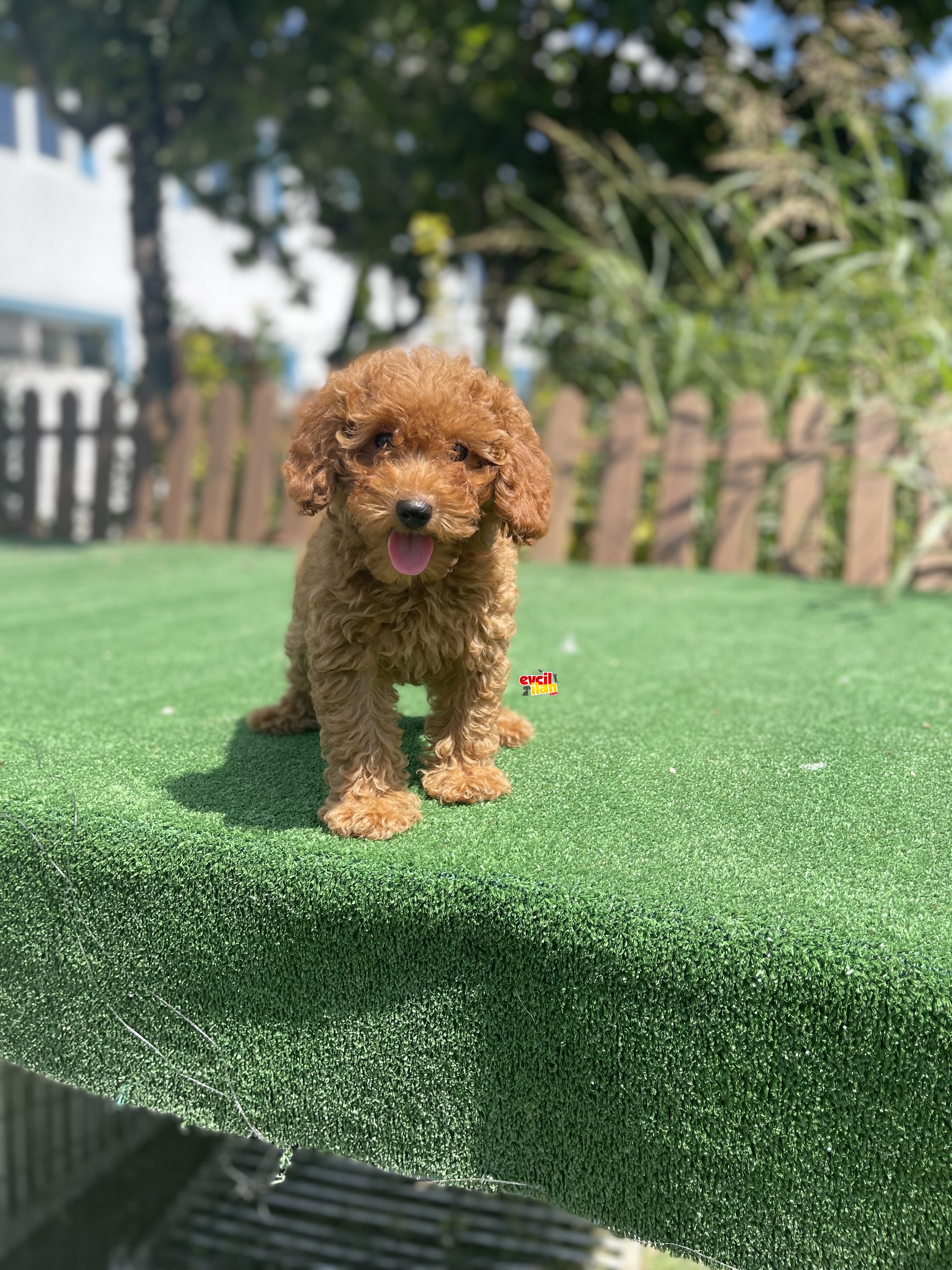 Red Brown Disi Toy Poodle Yavrularimiz