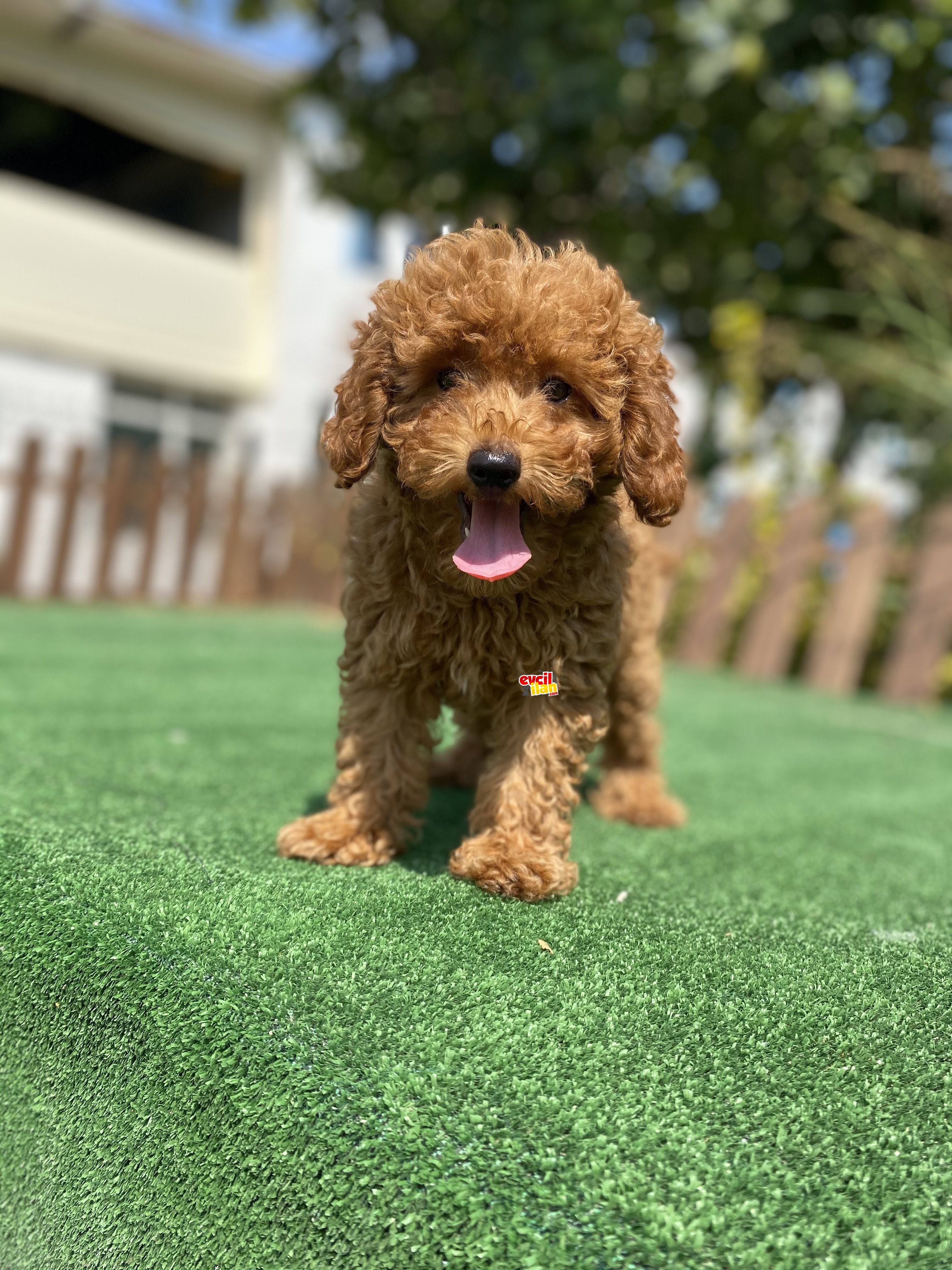 RED BROWN DİŞİ TOY POODLE YAVRUMUZ 