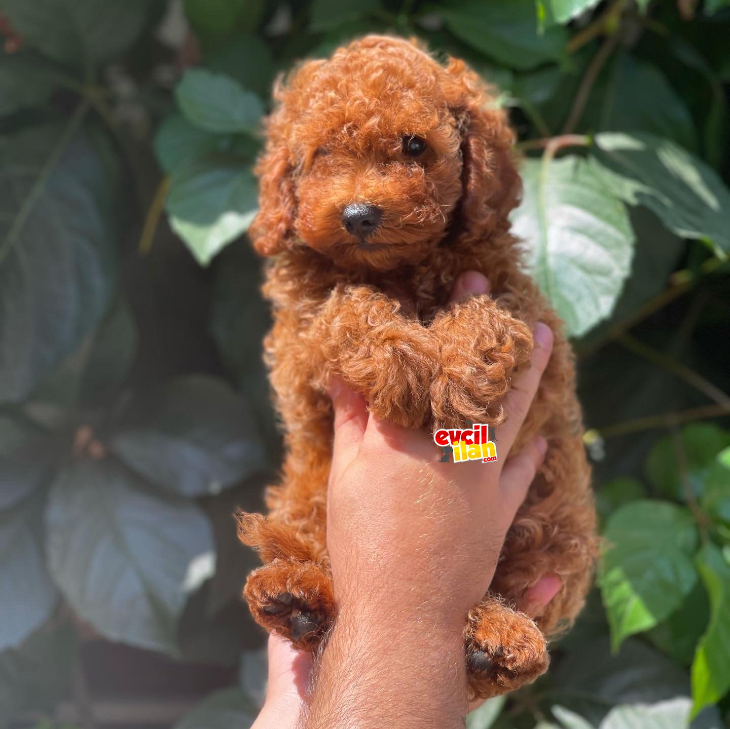 Red brown erkek toy poodle bebeğimiz 