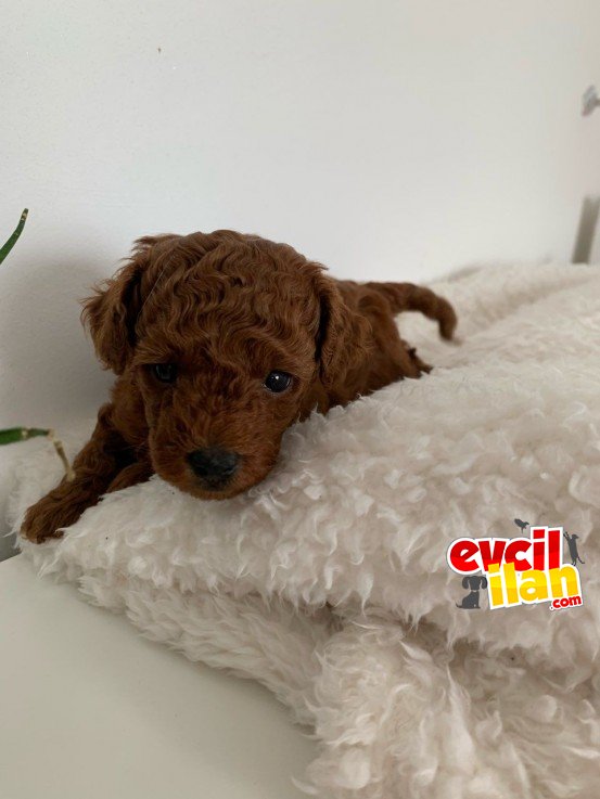 RED BROWN EV ORTAMINDAN POODLE BEBEKLER