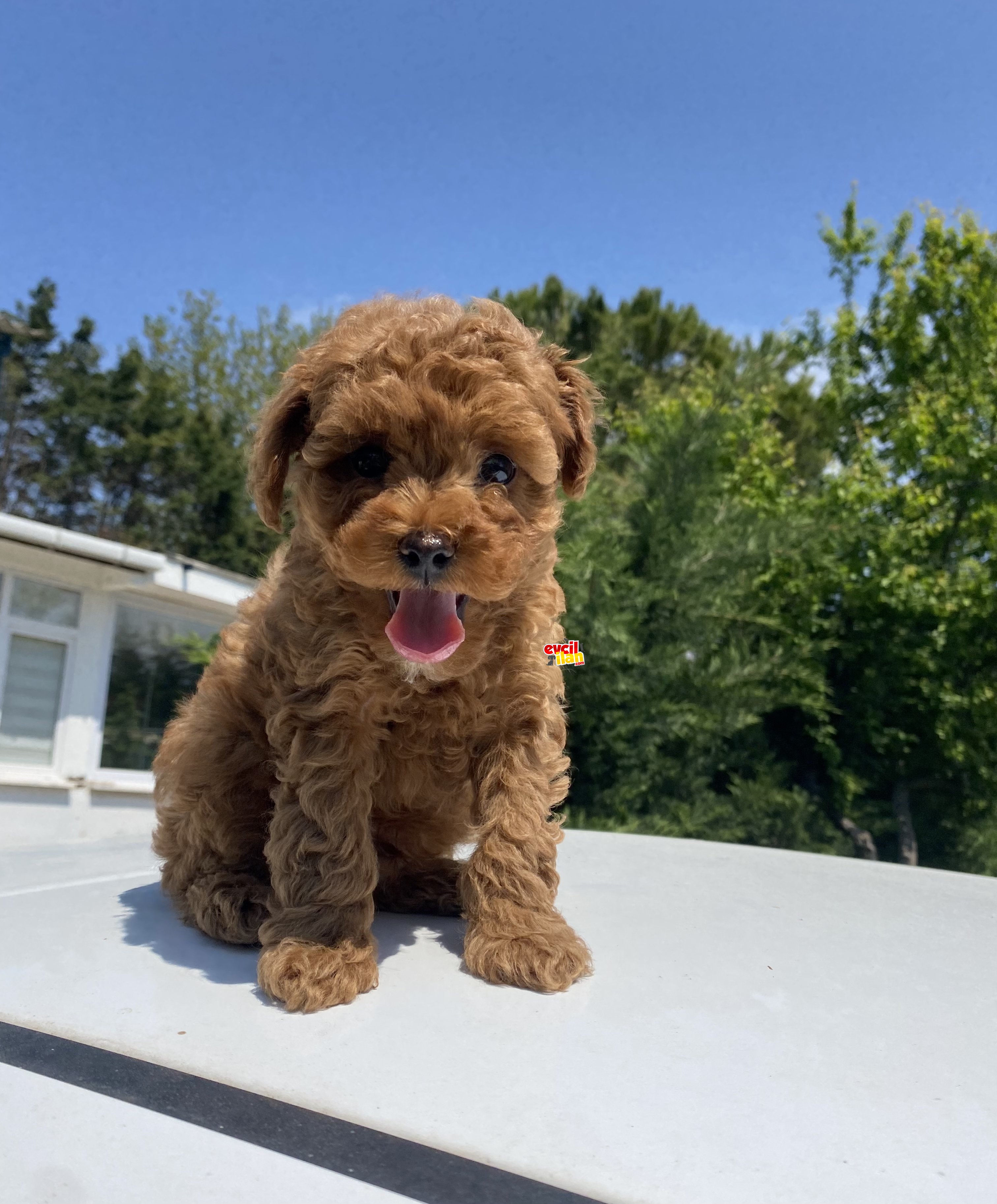 RED BROWN GÜLEN SURAT MİNİ BOY POODLE