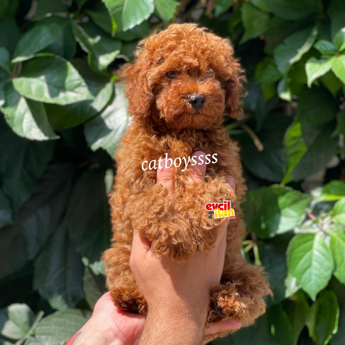 Red brown kızıl erkek toy poodle yavrumuz 