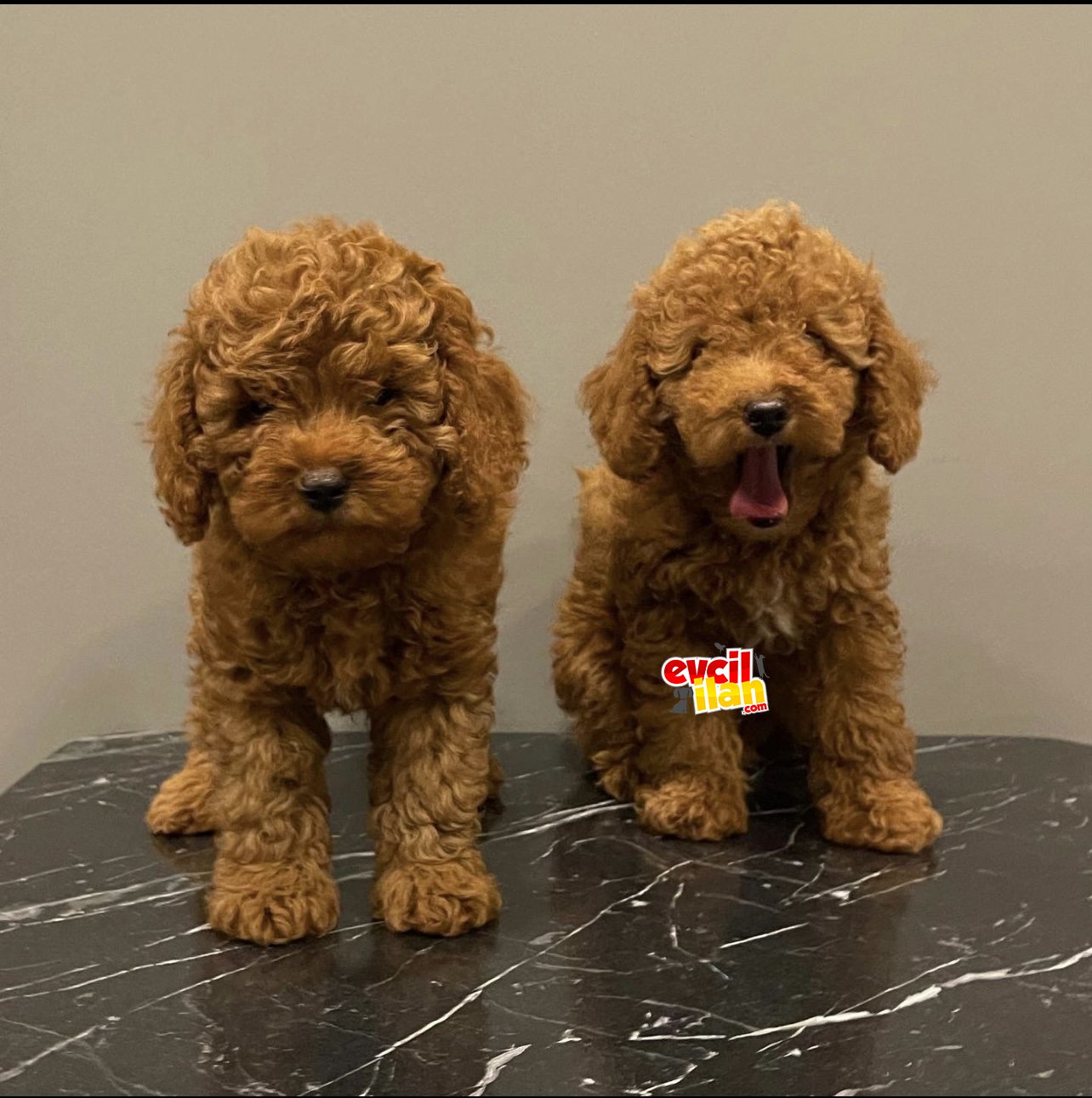 Red brown kızıl renk toy poodle yavrularımız