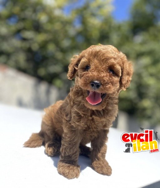 RED BROWN KOYU RENK ORJİNAL POODLE