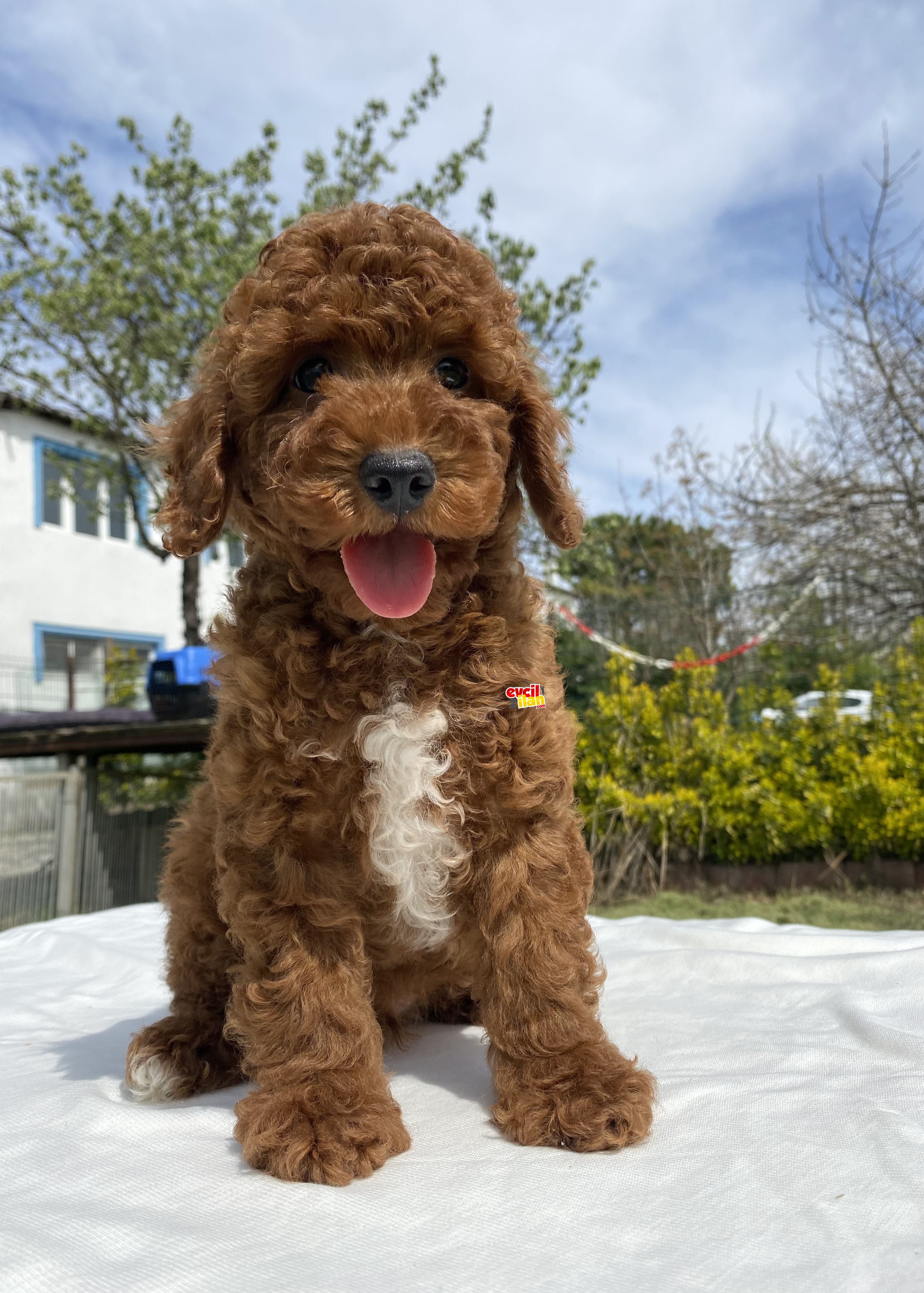 RED BROWN KOYU RENK TOY POODLE AŞILI KARNELİ